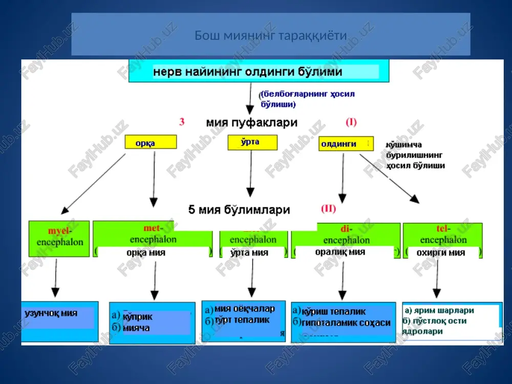 a: 1 – kortiko-kortikal, 2 – maxsus, 2a –ularning tarqalish zonasi, 3 – piramidasimon neyronlar (ko'k rangda), 3a – tormozlangan piramidasimon neyronlar, 4 – tormozlovchi neyronlar va ularning sinapslari, 4a – aksonal po'pikchali hujayralar, 4b – kichik savatsimon hujayralar, 4v – katta savatsimon hujayralar, 4g – akso-aksonal sinapslarni hosil qiluv-chi hujayralar, 4d – 2 karra dend-ritli hujayralar (tormozlovchi neyronlar), 5 – tikanakli yulduz-simon hujayralari (sariq rangda) (faollashtiruvchi piramidal neyronlar), 6 – tolalarning tashqi asosiy qavati, 7 – ichki donador plastinkaning chizig'i, 8 – ichki piramidasimon plastinkaning chizig'i, 9 – mielinli tolalar, 10 – mielinsiz tolalar. orqa miyaning taraqqiyoti orqa miya taraqqiyoti - sxemada i – nerv plastinkasining xosil bo'lish davri; ii – nerv tarnovchasini va yostiqchasi hosil bo'lishi davri; iii – nerv naychasining va ganglioz plastinkasining xosil bo'lish davri; iv – orqa miya differentsirovkasi-ning boshlanishi. 1 – nerv tarnovchasi, 2 – nerv yostiq-chasi, 3 – teri ektodermasi, 4 – xorda, …