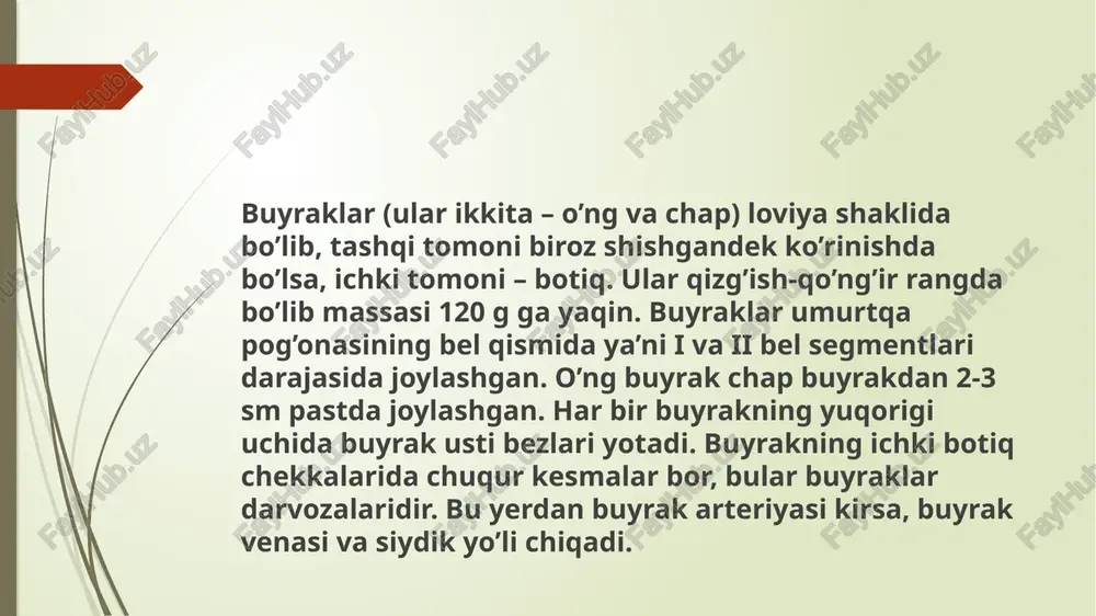 u egiladi-bukiladi va so’ngra mag’iz qatlamga o’tadi. bu egri-bugri buyrak kanalchalaridir. buyrakning mag’iz qatlamida buyrak kanalchasi to’g’ rilanadi, tugun hosil qiladi va po’stloq qatlamiga qaytadi. bu yerda siydik kanalchalari yana egilib bukiladi va so’ngra chiqaruvchi yo’lga –yig’ uvchi buyrak nayiga tushadi. yig’uvchi buyrak naychalari birikib umumiy chiqaruv yo’lini hosil qiladi. bu yo’llar buyrakning mag’izli qatlam orqali piramidaning uchiga qarab o’tadi har qaysi 2-3 buyrak piramidasi o’zining uchlari bilan qo’shilishib birgalikda so’rg’ichlar hosil qiladi. so’rg’ichlarda juda ko’plab teshikchalar bo’lib, ular bilan chiqaruvchi naychalar tamom bo’ladi va ular kosachaga ochiladi. kosachalar siydik chiqaruvchi yo’llarning boshlanishi hisoblanadi. kichik buyrak kosachalari, bir-birlariga qo’shilib, 2-3 ta katta buyrak kosalarini hosil qiladi, ular ham o’z navbatida buyrak jomiga o’tadi. buyrak jomi – voronka shaklidagi nozik devorli puch holdagi bo’shliqdir. siydik buyrak jomidan siydik pufagi bilan tutashgan siydik yo’llariga tushadi. bitta nefrondagi kanalchalarning umumiy uzunligi 35-50 mm ni tashkil etadi. buyraklarda qariyib 130 km siydik o’tuvchi naychalar …