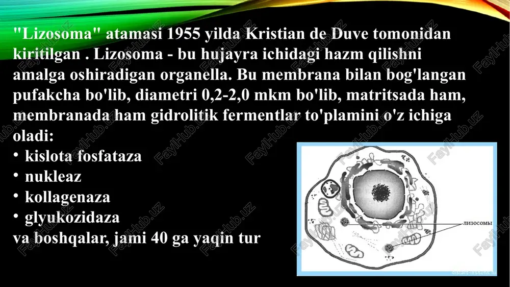 garishlar tufayli yuzaga keladi . lbn ning to'rtta guruhi: 1) mukopolisaxaridozlar 2) mukolipidozlar 3) glikoproteinozlar 4) sfingolipidozlar gaucher kasalligi sfingolipidozlar guruhidan irsiy kasallik bo'lib , glyukotserebrozid gidrolizida ishtirok etadigan lizosomal fermentlardan biri , glyukotserebrosidazaning etarli darajada faolligi tufayli yuzaga keladi . mukopolisakkaridoz mukopolisakkaridoz birinchi marta 1917 yilda hurler tomonidan tasvirlangan . hozirgi vaqtda mukopolisakkaridozning 10 ga yaqin genetik turi ma'lum bo'lib , ulardan beshtasi sulfataz etishmovchiligi , to'rttasi glikozidaza etishmovchiligi va bir turi transferaza etishmovchiligi bilan bog'liq . kasallik autosomal retsessiv tarzda meros bo'lib o'tadi. niemann -pik kasalligi ( sfingomiyelinoz ) niemann -pick kasalligi - bu irsiy kasallik bo'lib, lipidlar almashinuvidagi nuqson va lipidlarning birinchi navbatda jigar, taloq, o'pka, suyak iligi va miyada to'planishi natijasida yuzaga keladi. bu autosomal retsessiv meros bilan tavsiflanadi . e'tiboringiz uchun rahmat!!! image2.png image3.jpeg image4.jpeg image5.png image6.jpeg image7.jpeg image8.gif image9.jpeg image10.gif image11.gif image12.jpeg image13.png image1.png /docprops/thumbnail.jpeg