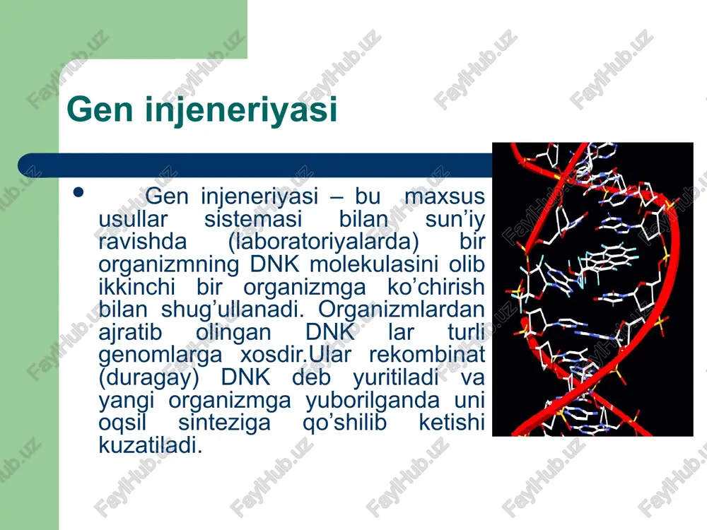 ga berkitilgan begona gen eng keng tarqalgan ti – plazmida vektori ichak tayoqchalaridan olingan. ular bor-yo’g’i bir necha oqsildan tashkil topgan. umuman, genlarni ko’chirishda vositalar ( vektorlar) va to’g’ridan-to’g’ri genning o’zini ko’chirish yo’li mavjud. vektor – bu dnk yoki rnk molekulasi va unga berkitilgan begona gendan iborat . vektorlarga quyidagi talablar qo’yilgan. u katta bo’lmasligi va u kerakli gen yoki genlarni o’zida biriktirishi, u replikasiya xususiyatiga ega bo’lishi, bir necha bor ko’payishi ( amplifikasiya) va ko’p miqdorda nusxa hosil qilishi, vektor dnk molekulasi bir necha nukleotidlardan ketma-ketligidan iborat bo’lishi va restriktaz fermenti yordamida genni klonlash. ligazalar yordamida klonlashtiriladigan gen vektor bilan bitta yagona dnk holatiga keltirilishi: vektor o’z tarkibiga olgan genning ishlab ketishini ta’minlashi, oxiri uning kerakli organizm to’qimasiga quyish. gen injeneriyasida birinchi etapda genni ajratib olish gen injeneriyasida birinchi etapda genni ajratib olish lozim. kimyoviy sintezlash asosida olinadi. x genni ti plazmida yordamida vektor usulida ko’chirish: begona genni to’g’ridan-to’g’ri …