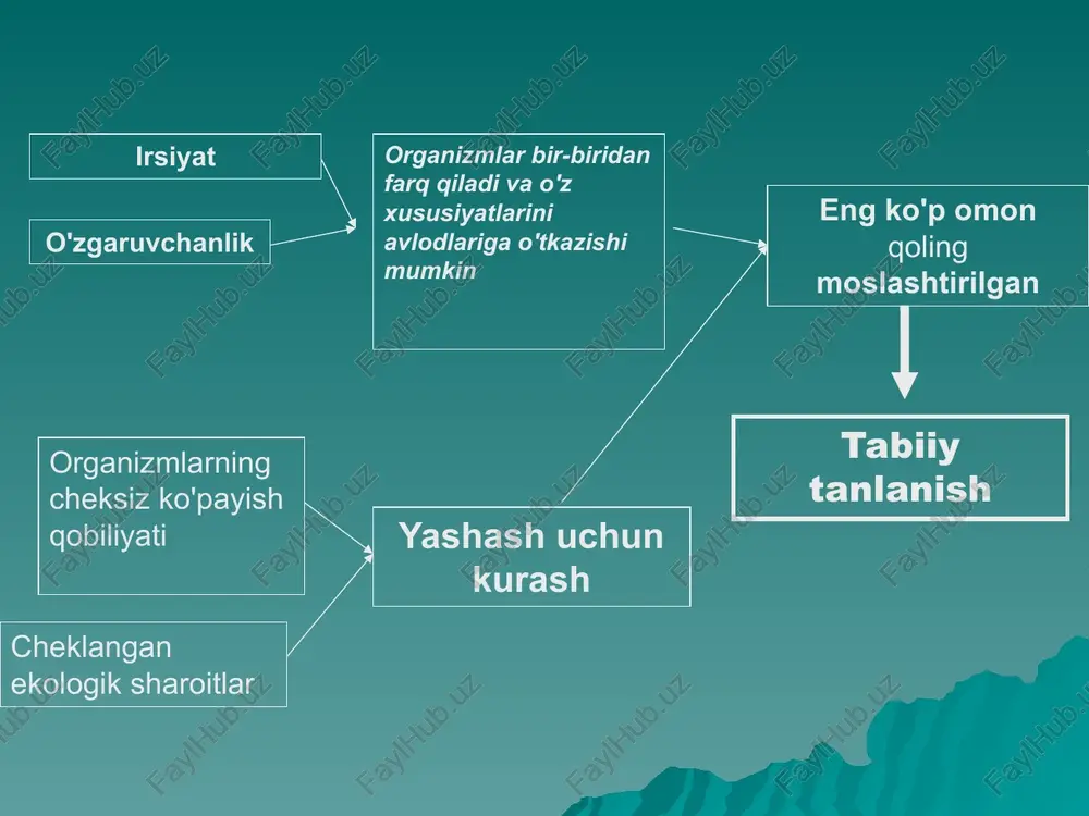 at" eng kami moslashtirilgan ega bo'lgan shaxslar noqulay belgilar o'lim, yo'q qilish ko'payishdan noqulay belgilar uzatilmaydi avlodlar "g'alaba" eng ko'p moslashtirilgan ega bo'lgan shaxslar qulay belgilar omon qolish va ishtirok etish reproduktsiyada qulay belgilar uzatiladi nasl va kuchayib bormoqda "tabiiy tanlanish" tushunchasi eng kuchli organizmlarning tanlab omon qolishi va ko'payishi (c. darvin) natijada eng munosib shaxslar afzallik bilan omon qoladi va nasl qoldiradi va kamroq mos keladi (zamonaviy ta'rif) irsiy o'zgaruvchanlik (mutatsiyalar, kombinatsiyalangan o'zgaruvchanlik) aholining heterojenligi (turli xil xususiyatlarga ega bo'lgan shaxslarning ko'rinishi) mavjudlik uchun kurash (turli ko'rinishlarida) noqulay xususiyatlarga ega eng kam moslashgan shaxslarning "mag'lubiyati" muhim qulay xususiyatlarga ega bo'lgan eng kuchli shaxslarning "g'alabasi" selektiv yo'q qilish ularning nasl berish imkoniyati yo'q reproduksiyadan chiqarib tashlash noqulay xususiyatlar avlodlarga o'tmaydi omon qolish va ko'payishda imtiyozli ishtirok etish yaxshi xususiyatlar avlodlarga o'tadi tabiiy tanlanish tanlovga yordam beradigan sharoitlar tanlovga bo'ysunadigan katta miqdordagi shaxslar. populyatsiyadagi individlarning sezilarli o'zgaruvchanligi. tez-tez o'zgarib turadigan ekstremal …