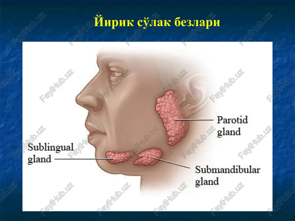 y 12 – bo'lakchalar aro nay 13 – bo'lakcha 14 – bo'lakchalar aro to'siq 15 - arteriya quloq oldi so'lak bezi quloq oldi so'lak bezi quloq oldi so'lak bezi quloq oldi so'lak bezi sof oqsil ishlab chiqaruvchi bez, faqat oqsil oxirgi bo'limlardan iborat. sd-chiziqli nay, st-septalar, a- seroz atsinuslar quloq oldi so'lak bezining chiziqli va bo'lakchalar aro chiqaruv naylari jag' osti so'lak bezi oqsil atsinuslar (a) ko'p miqdorni tashkil etadi. aralash atsinuslar kam miqdorda uchraydi. ular seroz yarim oylardan (s) va shilliq hujayralardan (m) tashkil topgan. (id) – mayda bo'lakchalar ichi naylar. jag' osti so'lak bezlarining aralash oxirgi bo'limlari jag' osti so'lak bezlarining chiziqli naylari til osti so'lak bezi til osti so'lak bezi ko'p miqdorda shilliq hujayralar mavjud (m). bo'lakchalar ichi chiqaruv naylari (id) kuchsiz rivojlangan. ko'ndalang-targ'il mushak tolalari (sm) tutamlari. til osti so'lak bezi jag' osti so'lak bezidagi oqsil va shilliq hujayralarning ultrastrukturasi so'lak bezlarining epiteliy hujayralari sts- serotsit, …