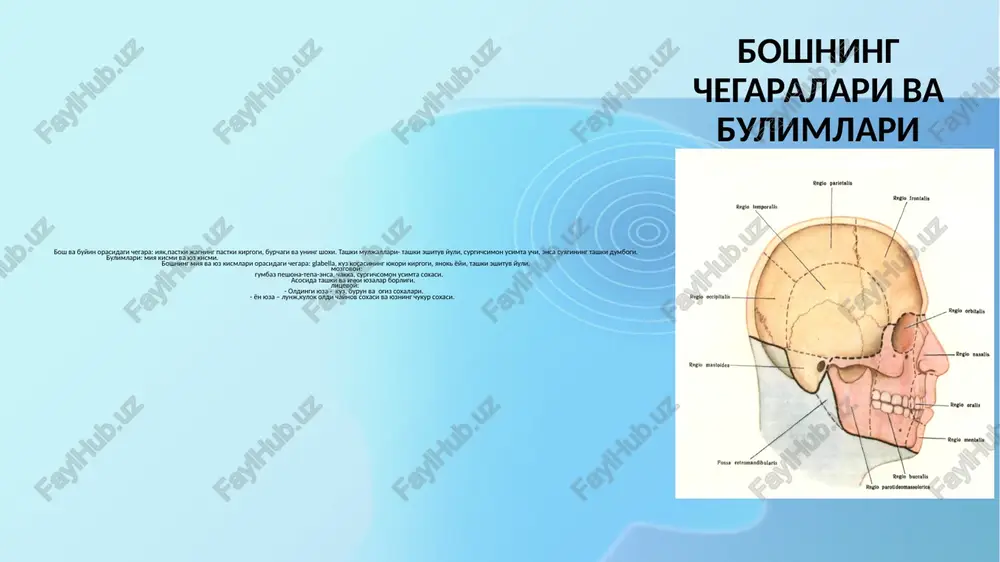 taladi. boshning miya kismi soxasi. peshona-tepa-ensa soxasi. 8. epidural bushlik. 9. miyaning kattik pardasi – uning varaklari urtasida venoz sinuslar xosil buladi. 10. subdural bushlik. 11. miyaning tur pardasi – uzida tomirlar tutmaydi, paxion granulyatsiyalar xosil kiladi. 12. subaranoidal bushlik – miya suyukligi bilan tulgan. 13. bosh miyaning yumshok pardasi (tomirli) – bosh miyani urab turadi va miyaning barcha egatchalariga kirib turadi. 14. miya tukimasi. peshona-tepa-ensa soxasi. miya pardalari. peshona-tepa-ensa soxasi kletchatka bushliklaridagi gematomalarning xususiyatlari. teri osti gematomalar teri va aponevrotik shlem urtasida fibroz tusiklar xisobiga «dunglik» xosil kiladi. aponevroz osti kletchatkadagi gematomalar yoyilgan xolda buladi. aponevrotik shlemni kuyilgan kon uning ositda yotgan suyakdan ajratib tashlaydi. suyak osti pardasi ostiga kuyilgan kon suyak relefini takrorlaydi. diploetik venalar kavatlari: 1. terisi – kalin emas, yupka. 2. teri osti yog kletchatkasi – siyrak, unda a. temporalis superficialis joylashgan. 3.yuza fastsiya – kalin emas, yupka. 4. xususiy (chakka) fastsiya – soxaning pastki kismida …