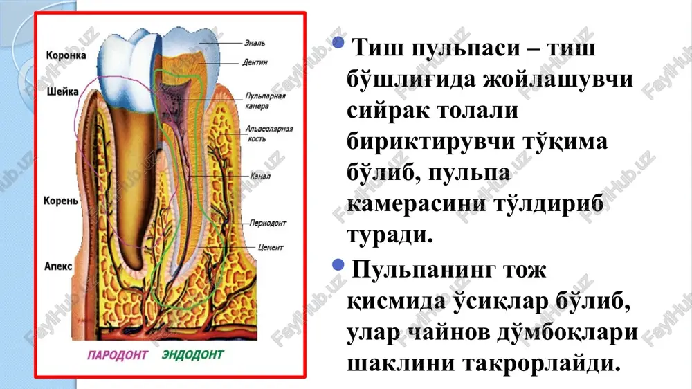 kam xujayrali qavat xujayra o'simtalari, asab tolalari (rashkov chigali), kollagen va retikulyar tolalar bilan o'ralgan kapillyarlar bo'ladi ichki zona – xujayralarga boy qavat fibroblastlar, preodontoblastlar, kam differentsirlangan xujayralar, kapillyarlar, mielinli va mielinsiz tolalar va b. tish pulpasining qavatlari odontoblastik xujayralari kam yoki veyl qavati xujayralarga boy qavat markaziy qavat pulpaning markaziy qavati: xujayralarga boy: fibroblast, fibrotsit, gistiotsit, plazmatik xujayralar, limfotsit, monotsit va b. fibroblastlar pulpada, ayniqsa, toj pulpasida ularning soni ko'p bo'lib, u sohada ular oraliq qavatning ichki zonasini tashkil etadi. ularni xajmi 9 – 15 mkm. fibroblastlar o'simtasimon shaklda, yirik yadroli bo'lib, yaxshi rivojlangan sintetik apparatga ega. o'simatalarining uzunligi bir necha o'n mkm etadi. fibroblastlar asosiy modda va kollagen tolalarni xosil qilishda ishtirok etadi. makrofaglar yirik, oval, urchuqsimon yoki o'simtasimon shakldagi, kompakt yadroli xujayralar bo'lib hisoblanadi. makrofaglar pulpani yangilanishini ta'minlab, o'lgan xujayra va xujayralararo modda komponentlarini qamrab, xazm qilishda ishtirok etadi. yallig'lanish vaqtida makrofaglar immun reaktsiyalarni rivojlanishida antigen va …