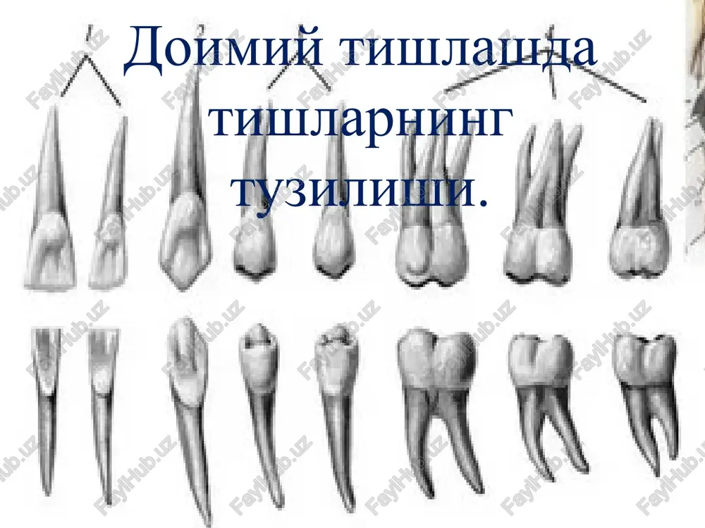 i.1-dentinning asosiy moddasi;2- odontoblastlarning dentin o'simtasi;3-dentin o'simtasining shoxlanishi. pulpani tuzilishi.1-dentin;2- odontoblastning dentin o'simtasi;3 – dentinning asosiy moddasi; 4- odontoblastlar;5-gistiotsitlar;6-fibroblastlar; 7- vena;8- arteriya ; 9- adventitsial xujayralar; 10- nerv tolasi;11-endotelial xujayralar. tishning tuzulishi image1.jpeg image2.png image3.png image4.png image5.jpeg image6.png image7.png image8.jpeg image9.jpeg image10.emf image11.png image12.png image13.jpeg image14.jpeg image15.jpeg image16.jpeg image17.png image18.png image19.png image20.png image21.png image22.png image23.png image24.png /docprops/thumbnail.jpeg