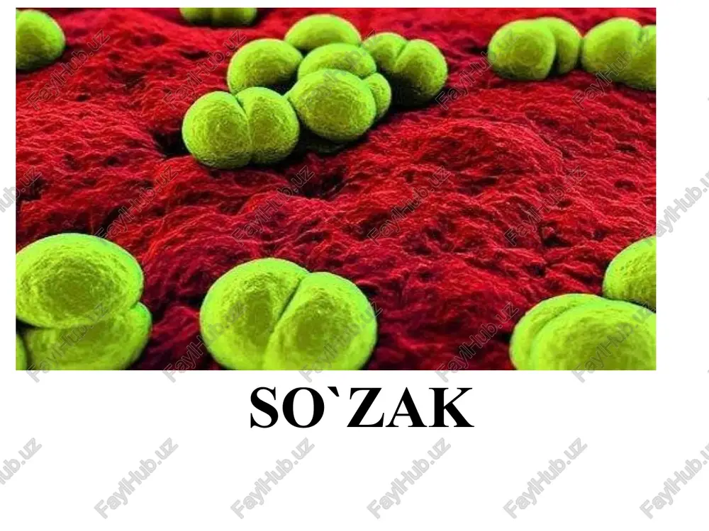 bo‘ladi, shuning uchun ayollarda - uretra, servikal kanal, bachadon naylari, tuxumdonlarda yallig`lanish keltirib chiqaradi. chaqaloqlarda (gonoblenoreya) erkaklarda - uretra, prostata bezi, jinsiy bezlar kasallanadi. gonokokklar siydik yo'llarining shilliq qavati va limfa tomirlari bo'ylab harakatlanish orqali tarqaladi. dastlab, infeksiya siydik ajratish tizimining pastki qismlariga - kirish eshigi va ko'pincha yo’ndosh organlarga ta'sir qiladi. keyinchalik ko`tariluvchi infeksiya sifatida rivojlanadi kamdan kam hollarda, immunitet sust bo'lganda, yuqumli jarayon generalizasiyalanishi mumkin: bo’g’imlarga , perikardga va miya pardalariga gonokokkning kirishi bilan bakteriemiya; sepsis rivojlanishi . patogenez klinikasi: yashirin davr 1-2 hafta, ko‘pincha 2-3 kun intoksikasiya belgilari - siyish vaqtida og‘riq. - keyinchalik yiring hosil bo`ladi. - oxirigacha davolanmasa surunkali shaklga o‘tadi kasallikdan so‘ng bepushtlik kelib chiqadi. immunitet hosil bo‘lmaydi homiladorlik davridagi asoratlar: o'lik tug'ilish, kam vazn yangi tug'ilgan chaqaloqdagi gonokokkli kon'yunktivit (gonoblenoreya )ko'rlikka olib kelishi mumkin faringit yangi tug'ilgan chaqaloqlarda blenoreya konyunktivit ekstragenital lezyonlar tarqalgan gonokokk infektsiyasi chidamliligi barcha neisserialar, tashqi muhitda juda chidamsiz 56 …