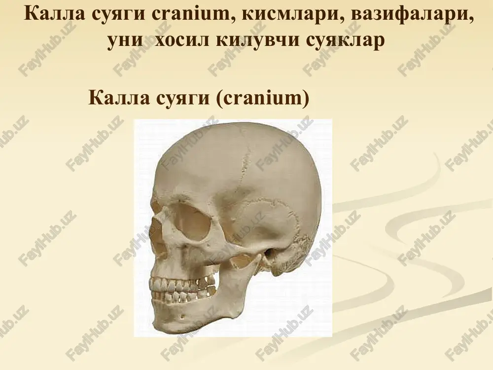 hosil qiladi. yuqori jag' suyagining yanoq o'sig'i, processus zygomaticus, keng va kalta bo'lib, yanoq suyagi bilan chok hosil qiladi. suyakning alveolyar o'sig'i, processus alveolaris tanadan pastga qarab, taqa shaklida o'sib chiqqan, arcus alveolaris dan iborat. o'siqda tish katakchalari (alveolalar), alveoli dentales lar bo'lib, ular oralari septa interlveolaria bilan to'silgan. katakchalarda tishlarning ildizlari joylashadi. yuqori jag' suyagi, maxilla yuqori jag' suyagining tanglay o'simtasi processus palatinus suyak tanglayni tuzilishida ishtirok etadi. qarama qarshi suyakning bir xil o'simtasi bilan chok, sutura palatina mediana ni hosil qiladi. o'simtaning medial chetidan kurak tish egati ham, ikki tomonniki birlashib, kurak tish kanali, canalis incisivus ni hosil qiladi. bu kanaldan qon tomir va nervlar o'tadi. yukori jag' suyagi, maxilla pastki jag' suyagi, mandibula pastki jag' suyagi, mandibula, mustahkam qalin, toq suyak. uning tanasi corpus mandibulae va shoxlari, ramus mandibulae bor. pastki jag'ning tashqi va ichki yuzalari bor. tanasi pastga tomon qalinlashib, suyakning asosini, basis mandibulae ni hosil …