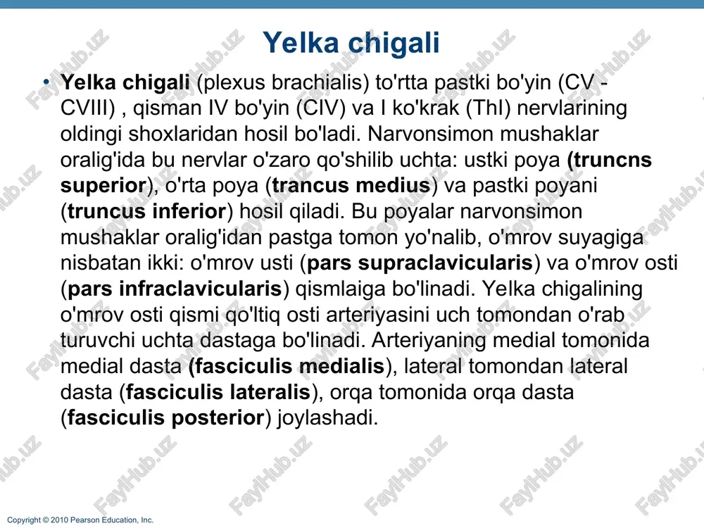 er middle lower lateral medial posterior posterior divisions trunks roots c5 c6 c7 c8 t1 copyright © 2010 pearson education, inc. figure 13.9 (c) median nerve musculocutaneous nerve radial nerve humerus ulna ulnar nerve median nerve radius radial nerve (superficial branch) superficial branch of ulnar nerve dorsal branch of ulnar nerve digital branch of ulnar nerve muscular branch digital branch (c) the major nerves of the upper limb axillary nerve anterior divisions posterior divisions trunks roots copyright © 2010 pearson education, inc. yelka chigalidan uzun va qisqa shoxlar chiqadi. qisqa shoxlar yelka chigalining o'mrov usti qismidan chiqib, ularga quyidagi nervlar kiradi: 1. kurak orqasi nervi (n. dorsalis scapulae) kurakni ko'taruvchi va rombsimon mushaklami innervatsiya qiladi. 2. ko'krakning uzun nervi (n. thoracicus longus) oldingi tishsimon mushakni innervatsiya qiladi. 3. o'mrov osti nervi (n. subclavicus) o'z nomidagi mushakga boradi. 4. kurak usti nervi (n. suprascapularis) kurak qirrasi ustidagi,kurak qirrasi ostidagi mushaklami va …