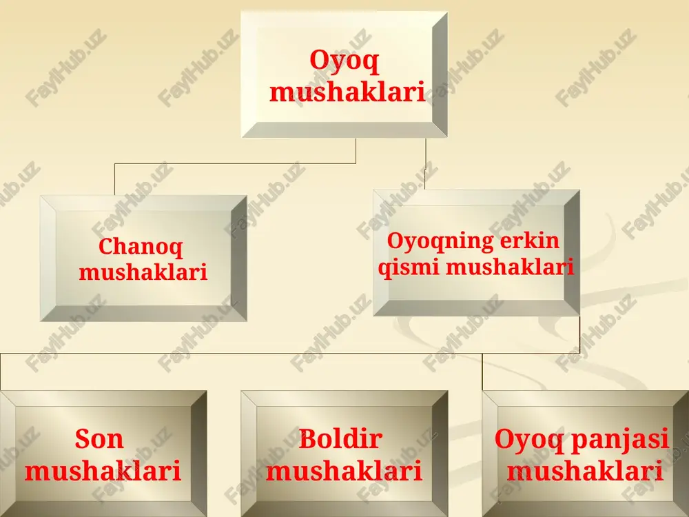 hasidan boshlanadi(2). son suyagining kichik ko’stiga birlashadi. sonni bukadi, tashqariga buradi noksimon mushak(4). dumg’azaning chanoq yuzasidan boshlanadi(5). son suyagining katta ko’stiga birlashadi. sonni tashqariga buradi. 1 2 3 3 – krilo podvzdoshnoy kosti 4 5 chanoq kamari sohasining orqa guruh muskullari. m.gluteus maximus dumbaning katta muskuli, yonbosh suyagining tashqi yuzasi, fascia thoracolumbalis, dumg'aza va dum suyagining yon qismlaridan va ligamentum sacrotuberale dan boshlanadi. muskul tutamlarining old qismlari keng muskul payga o'tib, son suyagi katta ko'stini yonidan aylanib o'tadi va sonning keng fastsiyasiga (uning tractus iliotibialis qismiga) davom etadi. muskulning orqa tutamlari esa son suyagining g'adir-budirligiga, tuberositas glutea ga davom etadi. funktsiya: sonni chanoq son bo'g'imida yozadi. mahkamlangan oyoqda, oldinga egilgan tanani orqa yozadi. m.gluteus medius dumbaning o'rta muskuli, orqa tomondan m.gluteus maximus bilan qoplanib turadi. yonbosh suyagining tashqi yuzasidan boshlanadi va yassi payi bilan son suyagi katta ko'stining yon yuzasida tugaydi. vazifasi: qisqarganda sonni o'rta chiziqdan uzoqlashtiradi, oldingi tutamlari sonni …