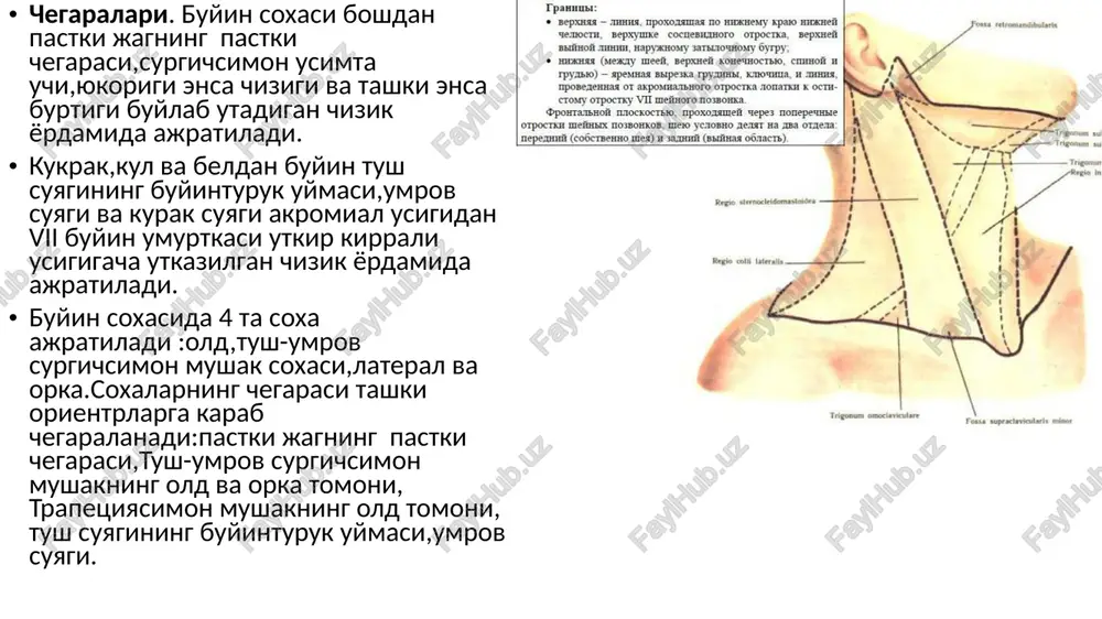 uriladi:ikki qorinchali mushak va kurak-tilosti . ikki qorinchali mushakning oldingi qorinchasi iyakning pastki qirrasi o'rtasidan tilosti suyagi yon yuzasi oralig'idagi proektsiyada yotadi. orqa— tilosti suyagidan chakka suyagining so'rg'ichsimon o'simtasigacha.m. digastricus proektsiyasi bo'yinnging tilosti suyagi ustki sohasida ikki uchburchak ajratish imkonini beradi:pastki jag'osti(juft) va iyak uchburchagi(toq). pastki jag'osti uchburchagining yuqori chegarasi-pastki jag'ning pastki qirrasi(uchburchakning asosi),old chegarasi- m. digastricusning old qorinchasi,orqa chegarasi- m. digastricusning orqa qorinchasi.iyak uchburchagi m. digastricus ning o'ng va chap old qorinchasi va tilosti suyagining(uchburchakning asosi) orasida joylashgan. kurak-tilosti mushagining proektsiyasi, m. omohyoideus: tilosti suyagining ikki yon yuzasidagi nuqtadan to'sh-o'mrov-so'rg'ichsimon mushagi o'rta va pastki uchdan bir qismi o'rtasigacha keyin kurakning akromial o'sig'igacha chiziq o'tkaziladi.bu holatda proektsion chiziq orqadan yuqoriga ochilgan o'tmas burchak hosil qiladi. bu mushaklar proektsiyasi yordamida bo'yinning old sohasining tilosti qismida uyqu va kurak-traxeya uchburchagini ajratish mumkin. uyqu uchburchagining chegaralari: yuqoridan — m. digastricus ning orqa qorinchasi, old tomondan —m. omohyoideus ning yuqori qorinchasi proektsiyasi, orqa tomondan …