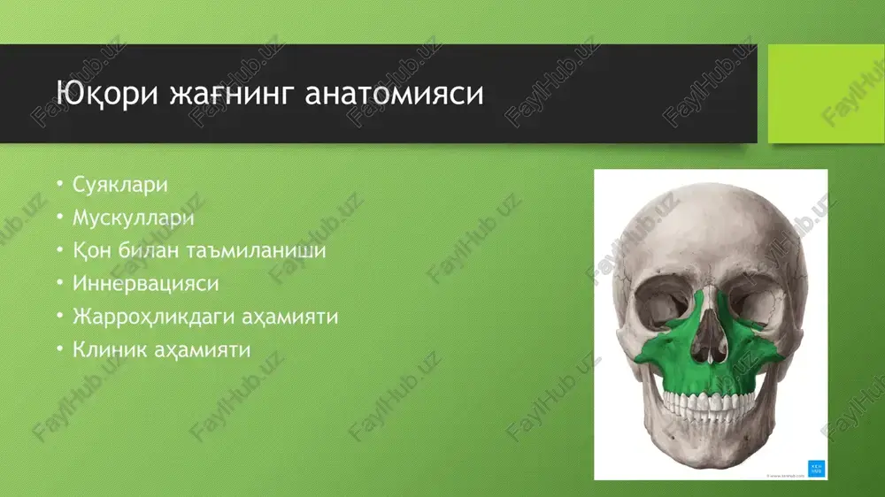 nglay chuqurchasiga kiradi va u erda kanot-tanglay arteriyasi bilan tugaydi. u uchta katta shoxga bo'linadi:pastgi jag, kanotsimon va kanotsimon tanglay. innervatsiya yuqori jag'ning innervatsiyasi uch shoxli nervning ikkinchi tarmog'i- yukori jag nervi tomonidan amalga oshiriladi. u uch shoxning nervi tugunidan boshlanadi. va dumaloq teshikdan utib kanotsimon tanglay chukurchasiga utadi u erda bo'linadi: - kuz osti nervi (old, o'rta ,orqa yuqori alveolyar) - tugun shoxlari -yanok nervlari jarrohlik ahamiyati avvalo, strukturaviy shikastlanish oqibatlarini tushunish uchun yuqori jag'ning anatomiyasini bilish kerak. shunday qilib, burundan qon ketishining oldini olish uchun gaymor boshligi atrofida xosil boladigan va anastamoz xosil kiluvchi ikkita arterial xalkani: -kuz osti va orka yukori alveolyar arterialarni bilish kerak klinik ahamiyati yuzning o'rta uchdan bir qismidagi jarohatlar bilan shug'ullanishda yuqori jag'ning anatomiyasi haqida batafsil ma'lumot birinchi o'rinda turadi. bugungi kunga kelib, mutaxassislar bosh suyagining yuz qismining shikastlanishi uchun lefor tasnifidan foydalanadilar. pastki jag anatomiyasi osteologiya miologiya qon ta'minoti innervatsiya jarrohlik ahamiyati …