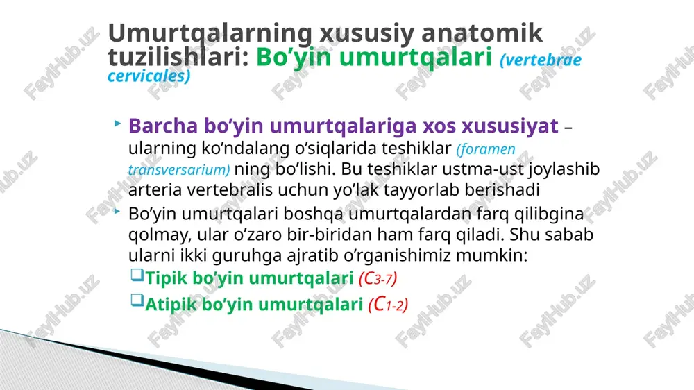 uzasida atlantning oldingi do’mboqchasi (tuberculum antrerius) va orqa yuzasida ikkinchi bo’yin umurtqasinng tishsimon o’sig’i uchun bo’g’im yuzasi (fovea dentis) joylashgan. arcus anterior atlantis tuberculum anterius fovea dentis arcus posterior atlantis atlasning orqa ravog’ida quyidagi tuzilmalar mavjud: orqa do’mboqcha (tuberculum posterius) umurtqa arteriyasi ariqchasi (sulcus arteriae vertebralis) – bu ariqchadan umurtqa arteriyasi o’tadi. arcus posterior atlantis sulcus arteriae vertebralis tuberculum posterius lateral massa (massae laterale) lateral massada quyidagi tuzilmalar joylashgan: facies articularis superior – ensa suyagi bilan birikadi facies articularis inferior – axis bilan birikadi processus transversus foramen transversarium – umurtqa arteriyasi o’tishi uchun atipik umurtqalar: axis (c2) axis quyidagi asosiy qismlardan tashkil topgan: axis ning tishi (dens axis) atlas tanasining modifikatsiyasidan hosil bo’lgan deb tahmin qilishadi. axis ning tanasi (corpus) axisning ko’ndalang o’sig’i (processus transversus) axisning bo’g’im yuzalari (facies articularis superior et inferior) dens axis axisning tishi – dens axis quyidagi 3 qismdan tashkil topgan: tishning uchi – apex dentis …
