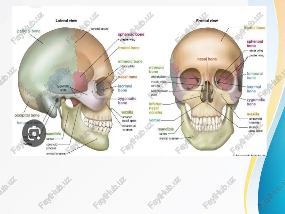hosil qiladi. condylus occipitalis ning ustida canalis condylaris b.b, bundan emissar vena v.emissaria condylaris o’tadi bu venalar kallaning 3 ta joyida bor: foramen parietale, foramen mastoidea, canalis condylaris bu emissar venalar kallaning tashqarisini ichkari bilan bog’laydi. condylus occipitalis ostida canalis nervus hypoglossus b.b, bu yerda til osti nervi o’tadi. ensa suyagining incisura jugularisi b.n chakka suyagining incisura jugularisi qo’shilib, foramen jugularis ni hosil qiladi. bundan 1 ta vena 3 ta nerv o’tadi. vena jugularis interna ix-juft nerv til-yutqin nervi- n.glosso-pharyngeus x juft nerv adashgan nerv- n. vagus xi juft nerv qo’shimcha nerv- n.accessorius kalla suyagi qopqog’ining ichki qismida maxsus egatlar bo`lib, bular sulcus sinus deyiladi. bu yerdan vena qoni o’tadi.tomir vazifasini bosh miyaning qattiq pardasi bajaradi. ensa suyagining ichki qismida clivus – nishab bo`lib, bunda uzunchoq miya va miya ko’prigi joylashgan. facies externa: tashqi yuza qavariq joylashgan protuberantia occipitalis externa(tashqi ensa do’mbog’i) linea nuchae suprema, superior, inferior crista occipitalis externa …