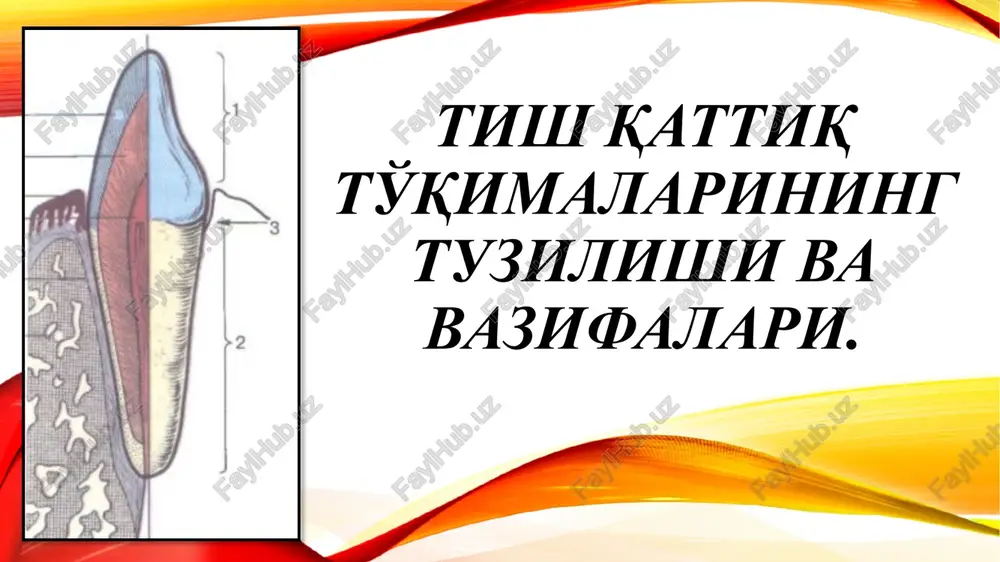 ov tish do'mboqlari soxasida eng qalin bo'lib – 2,3 – 3,5 mm gacha, lateral yuzalarda 1 – 1,3 mm gacha, tish bo'yni soxasida 0,01 mm gacha bo'ladi. vaqtinchalik tishlarda emal qalinligi 1mm dan oshmaydi. emalning kimyoviy tarkibi: 96 – 97% noorganik moddalar (gidrooksiapatit kristallari, sa karbonat va sa ftoridlar); 3 – 4% organik moddalar (oqsil, glikoproteinlar) emalning fibrillyar matriksini xosil qiladi. emal – bu hujayrasiz to'qima bo'lib, enameloblast hujayralarning sekretor aktivligi natijasida xosil bo'lgan. emalda regeneratsiya hususiyati yo'q, ammo unda doimiy ravishda ionlar almashinuvi kechadi (ionlar emalga dentin, pulpa va so'lakdan keladi). emalga ionlarning kelishi (remineralizatsiya) bilan birga, ularni chiqib ketishi (demineralizatsiya) kuzatiladi. emalning struktur va funktsional birligi emal prizmalari – ko'ndalang kesimda arka shaklida bo'ladi, diametri 4-6 mkm; prizmalar emal-dentin birikmasidan boshlanib, radial yo'nalishda emal yuzasiga tarqaladi; yuzaga yaqinlashganda s-simon egriliklar xosil qiladi. natijada, emal kesimida och va to'q chiziqlarni ko'rish mumkin. prizmalararo modda – prizmalar orasida bo'lib, emalni …