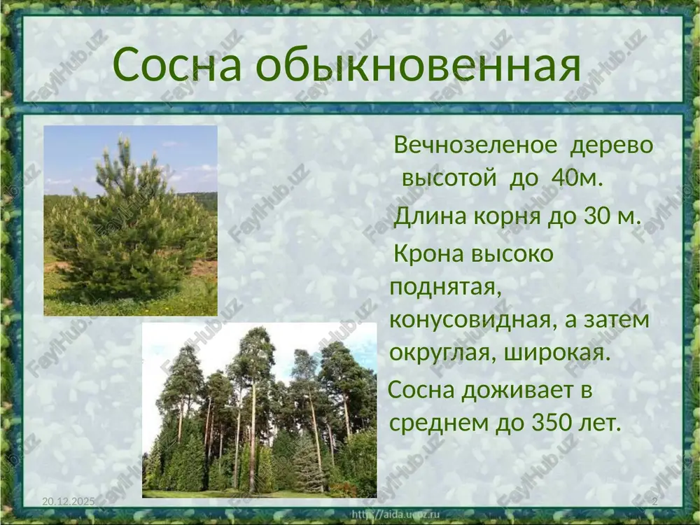 mi svoystvami, mojet ispolzovatsya v lakokrasochnoy i milovarennoy promishlennosti. 27.04.2021 15 istochniki http://ru.wikipedia.org/wiki/ http://www.google.ru/url http://lesshop.ru/auxpage_listvennica/ http://aida.ucoz.ru 27.04.2021 16 image2.jpeg image3.jpeg image4.jpeg image5.jpeg image6.jpeg image7.jpeg image8.jpeg image9.jpeg image10.jpeg image11.jpeg image12.jpeg image13.jpeg image14.jpeg image15.jpeg image16.jpeg image17.jpeg image18.png image19.jpeg image20.jpeg image21.jpeg image22.jpeg image23.jpeg image24.jpeg image25.jpeg image26.jpeg image27.jpeg image28.jpeg image29.jpeg image1.jpeg /docprops/thumbnail.jpeg
