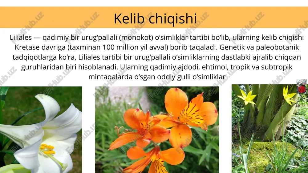 ksangiz, ularning nihollari (g‘uncha yoki kurtaklari) bo‘lishi mumkin. ularni oddiy chuqurlikka, nihollari bilan birga ekish kerak — agar nihollar tuproq yuzasiga chiqib tursa ham zarar qilmaydi. ular odatdagidek o‘sishda davom etadi. gulsafsardoshlar oilasi iridaceae ushbu oilaga 70–80 ta turkum va taxminan 1800 ta tur kiradi. oila vakillari ildizpoya, piyozcha yoki ildiz tugunakli ko‘p yillik o‘tlardan iborat. ular yer sharining deyarli barcha mintaqalarida uchraydi. ayniqsa, yevrosiyo, janubiy amerikaning tropik hududlari va o‘rta yer dengizi bo‘yi mamlakatlarida keng tarqalgan. o‘zbekistonda gulsafsardoshlarning 6 ta turkumiga oid 30 turi uchraydi. gullarining tuzilishi zigomorf (bir tomonga simmetrik) va ikki jinsli bo‘lib, gulqo‘rg‘oni 6 bo‘lakdan iborat. mevasi ko‘p urug‘li ko‘sakcha shaklida bo‘ladi. butun dunyoda gulsafsardoshlarning 300 ga yaqin turi mavjud. o‘zbekistonda o‘sadigan ushbu oilaga mansub o‘simliklardan gladiolus (gladiolus), za’faron (crocus), iridodiktium (iridodictyum) va yunona (juno) turkumlariga oid 5 ta tur o‘zbekiston respublikasi “qizil kitobi”ga kiritilgan. gladiolus — gulsafsardoshlar ga mansub tuganak piyozli koʻp yillik, manzarali oʻsimlik. …