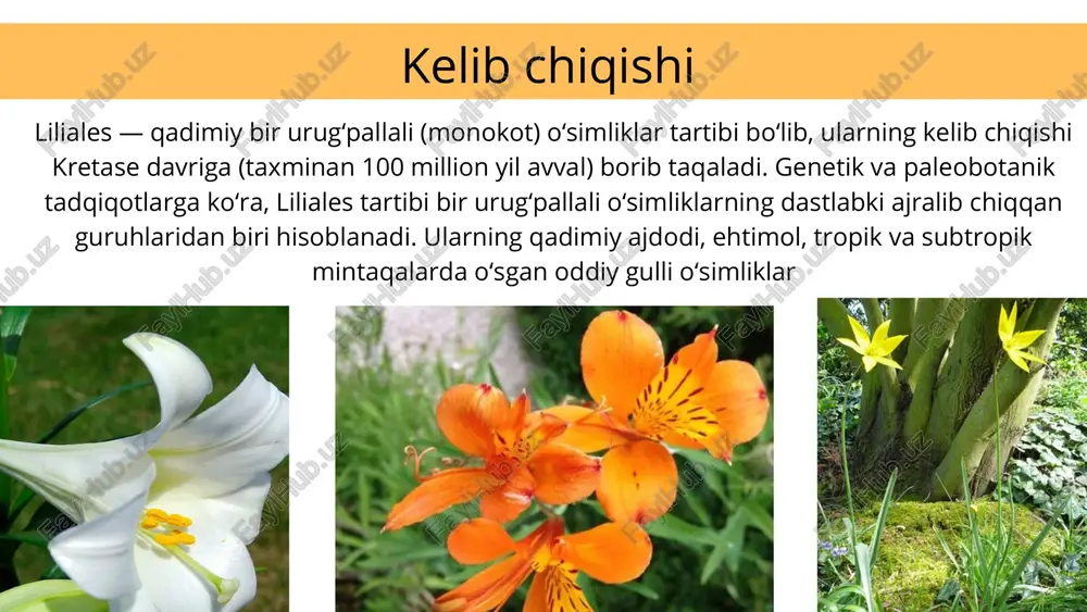 ksangiz, ularning nihollari (g‘uncha yoki kurtaklari) bo‘lishi mumkin. ularni oddiy chuqurlikka, nihollari bilan birga ekish kerak — agar nihollar tuproq yuzasiga chiqib tursa ham zarar qilmaydi. ular odatdagidek o‘sishda davom etadi. gulsafsardoshlar oilasi iridaceae ushbu oilaga 70–80 ta turkum va taxminan 1800 ta tur kiradi. oila vakillari ildizpoya, piyozcha yoki ildiz tugunakli ko‘p yillik o‘tlardan iborat. ular yer sharining deyarli barcha mintaqalarida uchraydi. ayniqsa, yevrosiyo, janubiy amerikaning tropik hududlari va o‘rta yer dengizi bo‘yi mamlakatlarida keng tarqalgan. o‘zbekistonda gulsafsardoshlarning 6 ta turkumiga oid 30 turi uchraydi. gullarining tuzilishi zigomorf (bir tomonga simmetrik) va ikki jinsli bo‘lib, gulqo‘rg‘oni 6 bo‘lakdan iborat. mevasi ko‘p urug‘li ko‘sakcha shaklida bo‘ladi. butun dunyoda gulsafsardoshlarning 300 ga yaqin turi mavjud. o‘zbekistonda o‘sadigan ushbu oilaga mansub o‘simliklardan gladiolus (gladiolus), za’faron (crocus), iridodiktium (iridodictyum) va yunona (juno) turkumlariga oid 5 ta tur o‘zbekiston respublikasi “qizil kitobi”ga kiritilgan. gladiolus — gulsafsardoshlar ga mansub tuganak piyozli koʻp yillik, manzarali oʻsimlik. …