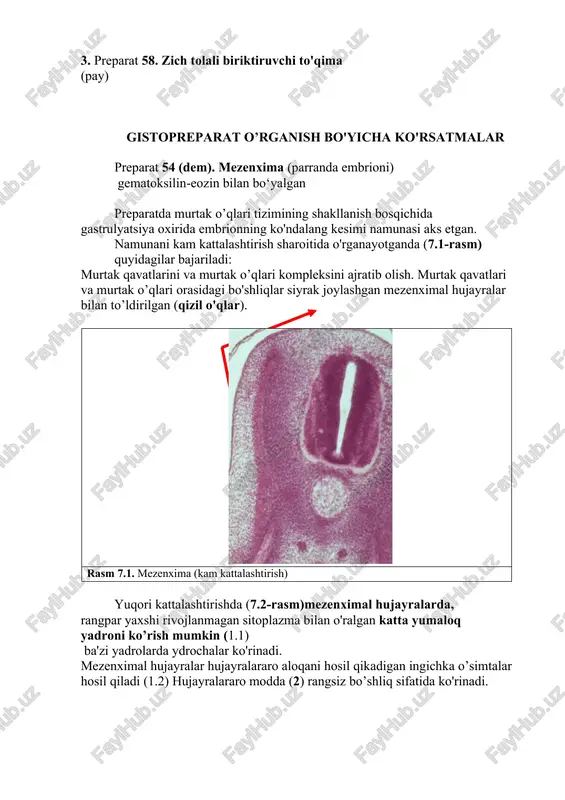 m). mezenxima (parranda embrioni) 2. preparat 60. yumshoq tolali biriktiruvchi to'qima 3. preparat 58. zich tolali biriktiruvchi to'qima (pay) gistopreparat o’rganish bo'yicha ko'rsatmalar preparat 54 (dem). mezenxima (parranda embrioni) gematoksilin-eozin bilan bo‘yalgan preparatda murtak o’qlari tizimining shakllanish bosqichida gastrulyatsiya oxirida embrionning ko'ndalang kesimi namunasi aks etgan. namunani kam kattalashtirish sharoitida o'rganayotganda (7.1-rasm) quyidagilar bajariladi: murtak qavatlarini va murtak o’qlari kompleksini ajratib olish. murtak qavatlari va murtak o’qlari orasidagi bo'shliqlar siyrak joylashgan mezenximal hujayralar bilan to’ldirilgan (qizil o'qlar). rasm 7.1. mezenxima (kam kattalashtirish) yuqori kattalashtirishda (7.2-rasm)mezenximal hujayralarda, rangpar yaxshi rivojlanmagan sitoplazma bilan o'ralgan katta yumaloq yadroni ko’rish mumkin (1.1) ba'zi yadrolarda ydrochalar ko'rinadi. mezenximal hujayralar hujayralararo aloqani hosil qikadigan ingichka o’simtalar hosil qiladi (1.2) hujayralararo modda (2) rangsiz bo’shliq sifatida ko'rinadi. 1.1 2 2 1.2 rasm 7.2. mezenxima (yuqori kattalashtirish) belgi: 1. mezenximal hujayralar 1.1. yadro 1.2. hujayra o’simtalari 2. hujayralararo modda vazifa: 1) albomda dars protokolini yaratish; 2) protokolda preparatning …