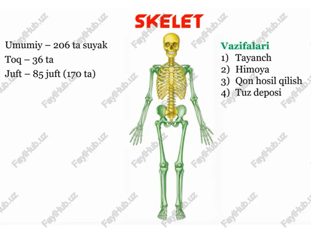 skelet - Page 2
