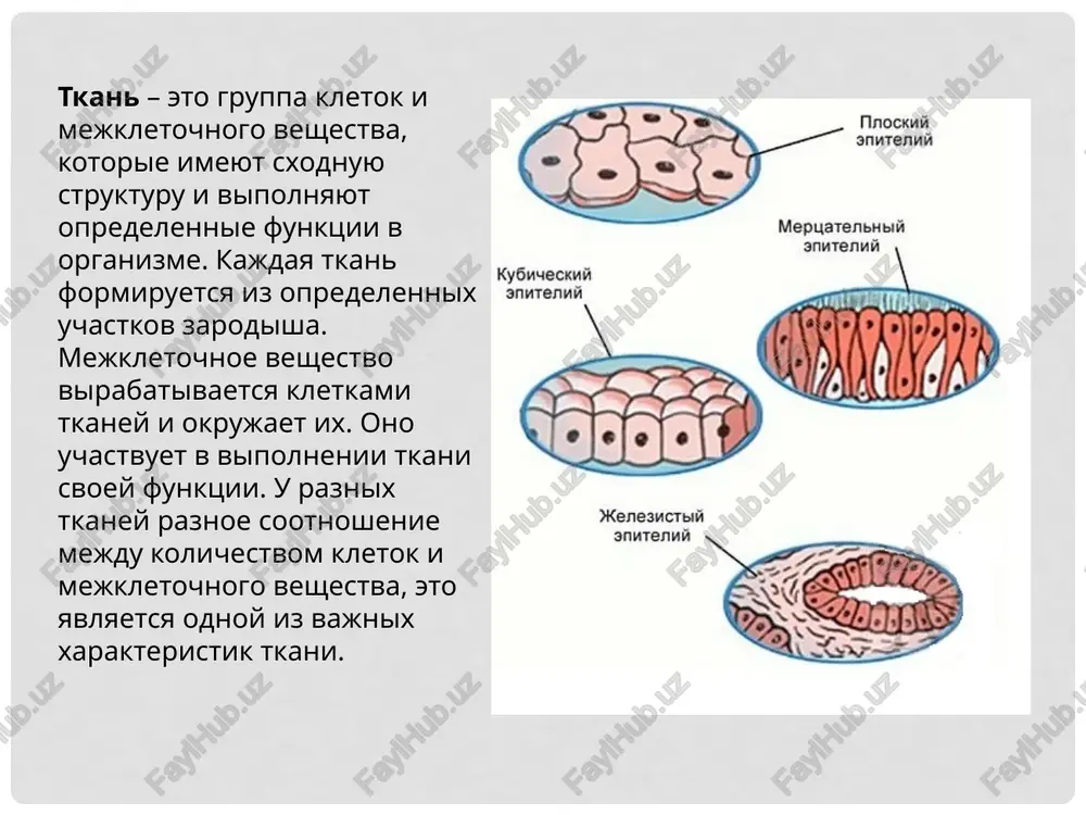 ravneniyu s ob'emom kostnix balok (osteonov), kotorie oni vokrug sebya sintezirovali. risunok priveden v oznakomitelnix tselyax, vse podpisi zapominat nenujno. nervnaya tkan kletki etoy tkani: ne sposobni k obnovleniyu (xotya vedutsya issledovaniya, kotorie vrode bi v kakoy-to odnoy ili drugoy zone mozga vse-taki nashli delyashiesya kletki, no ix eshe nedostatochno, poetomu schitaetsya, chto nervnaya tkan ne obnovlyaetsya). nervnie kletki udivitelni. ix dlina mojet dostigat 1 metra, i eto dlya nix ne predel. u nix chashe vsego odno yadro i odin dlinniy otrostok – akson. korotkie otrostki neyronov (nervnix kletok) nazivayutsya dendritami. nervnie kletki (kak i tkan) sposobni k mishechnaya tkan vidi mishechnoy tkani: poperechnopolosataya muskulatura mnogoyadernie; mogut dostigat 10 sm v dlinu; ischercheni poperechnimi nityami. funktsii: etot vid mishts sostavlyaet osnovu skeletnoy muskulaturi, s pomoshyu kotoroy mi mojem peredvigat nashe telo v prostranstve, govorit i virajat emotsii s pomoshyu mimiki. vse eti akti podkontrolni nashemu soznaniyu, to est mi mojem …