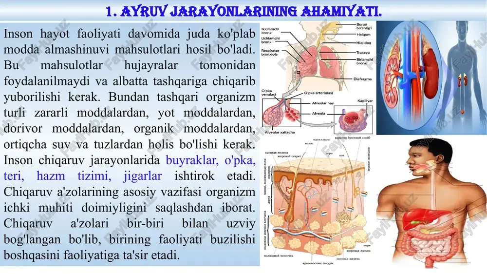 ajmi kichrayadi. tashqi nafas. nafas olish faol jarayon bo'lib, bir qancha qarshiliklarni yengishga yo'naltirilgan. nafas olishda, ko'tarilgan ko'krak qafasining og'irligi, tashqi qovurg'alararo muskullar, diafragma, ko'krak qafasi elastiklik qarshiliklari, to'qimalarning qovushqoqligi, qorin bo'shlig'idagi bosim, o'pkaning elastik qarshiligi, nafas yo'llarining aerodinamik qarshiliklarni yengishga to'g'ri keladi. nafas olish jarayonida ko'krak qafasi hajmi uchta - vertikal, sagital va frontal yo'lnalishlarda kengayadi. shu vaqtda diafragma yassilashib, pastga tushadi. nafas muskullariga - asosan ko'ndalang targ'il - skelet muskullari va diafragma kiradi. ular boshqa skelet muskullaridan o'zlarining nihoyatda ahamiyatli ekanligi bilan farq qiladi, chunki nafas muskullari butun hayot davomida ritmik qisqarib turishi kerak. ikki turdagi asosiy va qo'shimcha (yoki yordamchi) nafas muskullari tafovut qilinadi. tinch holatda bo'lganda sog'lom odamning nafas olishini diafragma va tashqi qovurg'alararo va tog'aylararo muskullar ta'minlaydi. 3. nafas olish va chiqarish mexanishi. diafragma ham ko'ndalang targ'il muskuldan tashkil topgan bo'lib, muskullari qisqarishi hisobiga u gumbaz holatidan yassi holatga o'tadi (1,5 sm gacha pastga tushadi) …
