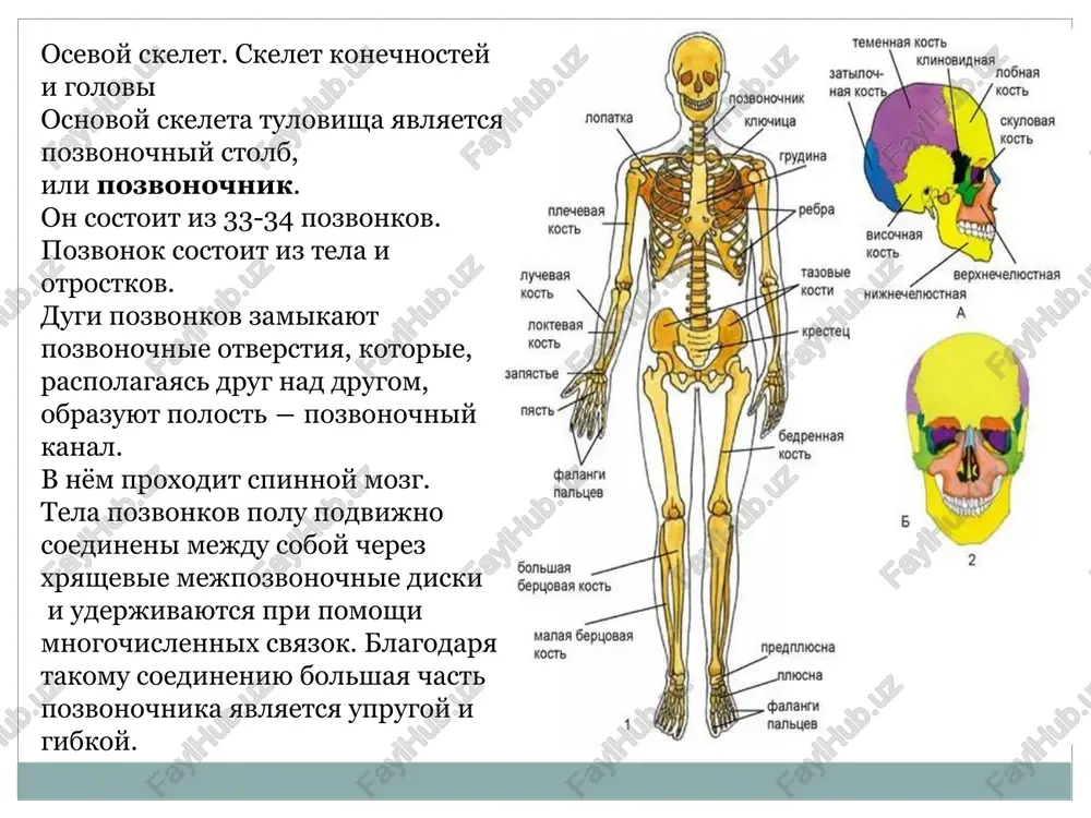 cherep, pozvonochniy stolb, 12 par reber i grudinu. u jivix organizmov sushestvuet 2 osnovnix tipa skeleta: narujniy skelet(ekzoskelet) - naprimer, xitinoviy pokrov chlenistonogix: raki, pauki i nasekomie. ... vnutrenniy skelet(endoskelet) imeetsya u pozvonochnix jivotnix: ribi, amfibii, presmikayushiesya, ptitsi i mlekopitayushie, v tom chisle chelovek. skolko xryashey u cheloveka? skelet novorojdyonnogo rebyonka sostoit iz bolee chem tryoxsot xryashikov, no v rezultate togo, chto mnogie iz nix srastayutsya v protsesse vzrosleniya, v skelete vzroslogo ix ostayotsya lish 206. kosti zashishayut nashi vnutrennie organi. pod zashitoy kostey cherepa, naprimer, naxoditsya golovnoy mozg, a ryobra zashishayut serdtse i lyogkie. kost mojet vklyuchat v svoyu strukturu: kostniy mozg, endost, nadkostnitsu, nervi, krovenosnie sosudi, xryashi. kosti soderjat razlichnie kletki kostnoy tkani: osteoblasti uchastvuyut v sozdanii i mineralizatsii kostey, osteotsiti podderjivayut strukturu, a osteoklasti obespechivayut rezorbtsiyu kostnoy tkani. bolshe vsego kostey – v rukax i plechax (ix 64). nemnogo otstayut nogi – 62 kosti. menshe vsego kostey …