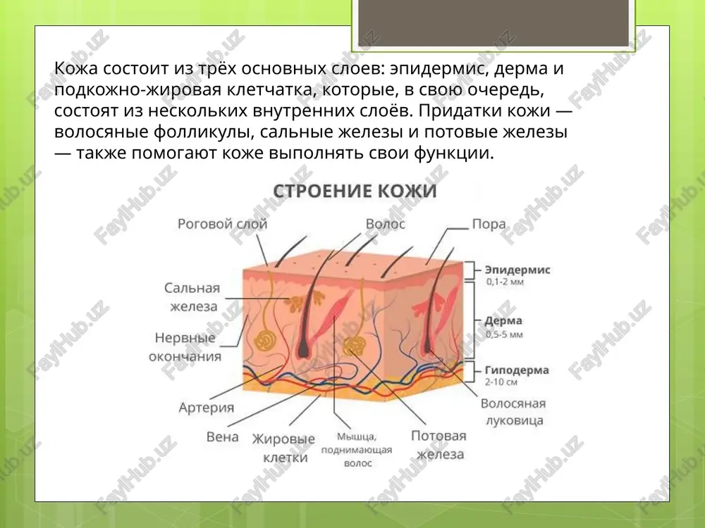 i neorganicheskix veshestv, vstrechayushixsya v organizme: belki, lipidi, uglevodi, aminokisloti, pigmenti, nukleinovie kisloti, vitamini, voda, makro- i mikroelementi. poverxnostyu koji, i raspolojennogo v tolshe koji kornya. image2.png image3.png image4.png image5.png image6.png image7.png image8.png image9.jpeg /docprops/thumbnail.jpeg