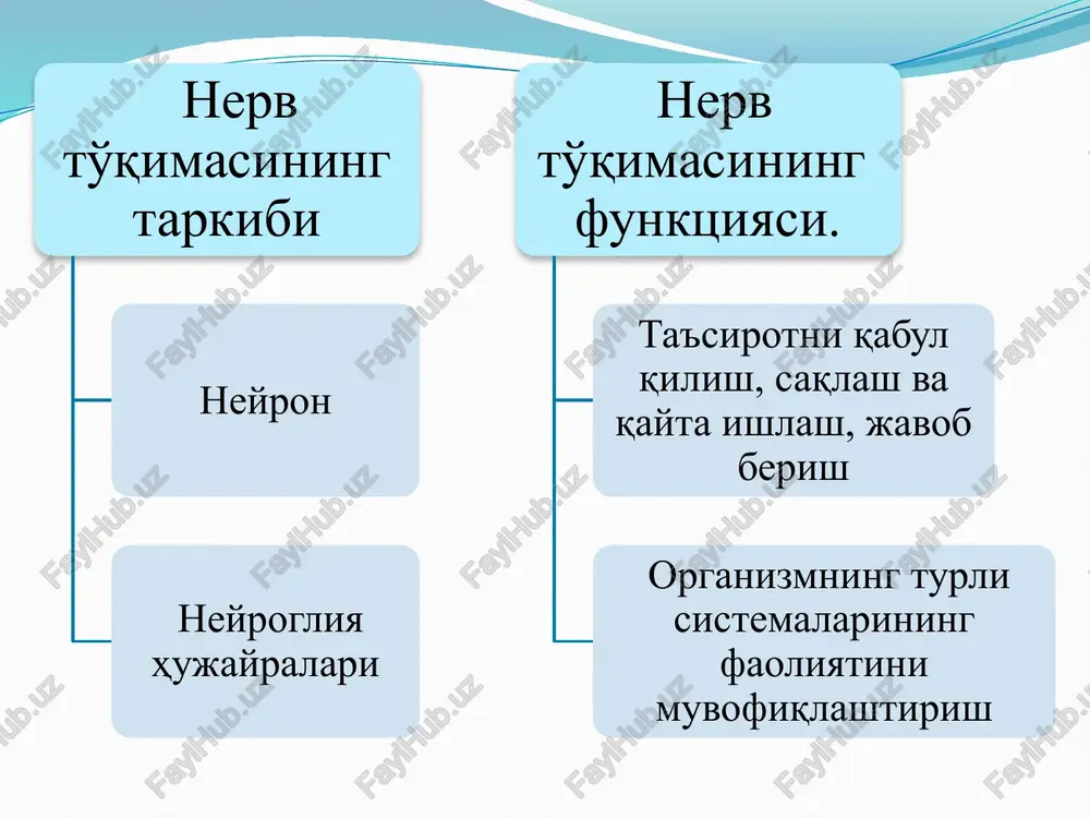 iya kanalini va bosh miya qorinchalarining devorini qoplab turadi, chegaralovchi vazifani bajaradi oligodendrogliya. mns va periferik perv tugunlarining hujayralarini o'rab turadi, trofik vazifani bajarib, nerv tolalarining degeneratsiyasi va regeneratsiyasida qatnashadi multipotentsial gliya. kam differentsial-langan, bo'linish va differentsiallanish qobiliyatiga ega, makrogliyaning o'ziga xos o'zak hujayralari mikro-gliya amyobasimon harakatlanadi, halok bo'layotgan neyron, nerv tolasi va bakteriyalarni fagotsitoz qilishdi. mikrogliyalar homilada mezenximadan, so'ngra esa qondagi monotsitlardan rivojlanadi nerv tolalari glial parda – shvann hujayralari bilai o'ralgan nerv hujayra-larining o'simtalari mielinsiz nerv tolalari- vegetativ nerv sistemasining nerv stvollarini hosil qiladi, bir neyrolemmotsit tanasidan bir necha (3—5, ba'zan 10—20) o'q tsilindr o'tsa «kabel tipidagi» tolalar deyiladi mielinli nerv tolalari- shvan hujayralari tsitoplazmasi bilan bir necha marta o'raladigan, uzun ipsimon, ancha yo'g'on tolalar, neyrolemmotsitlar chegarasida ranve bo'g'iqlari hosil qiladi, impuls ranve sohalari bo'ylab sakrab o'tadi audio1.wav image2.jpeg image3.png image4.png image5.jpeg image6.jpeg image7.jpeg image8.jpeg image9.jpeg /docprops/thumbnail.jpeg