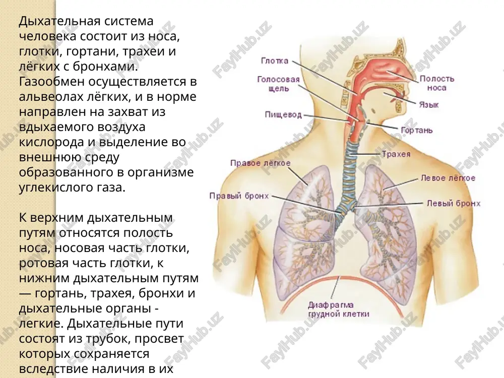 nutr organizma. ribi poluchayut kislorod iz vodi. v dixanii u nix zadeystvovani spetsialnie organi — jabri. v jabri voda popadaet cherez rot. tam proisxodit obmen kisloroda i uglekislogo gaza. posle voda vixodit obratno v vodoyom. jabernoe dixanie prisushe ne tolko ribam, no i rakoobraznim i mollyuskam, obitayushim v vodoyomax. jivotnie dishat raznimi sposobami: odni — vsey poverxnostyu tela, drugie — s pomoshyu traxei, u rib, rakoobraznix i nekotorix mollyuskov jabernoe dixanie, u mnogix jivotnix lyogochnoe dixanie, nekotorie jivotnie dishat cherez koju. jivotnie pogloshayut pishu, izmelchayut eyo, a zatem perevarivayut. po osobennostyam pitaniya jivotnix delyat na rastitelnoyadnix, xishnikov i nasekomoyadnix, vseyadnix. bronxialnoe derevo glubokimi borozdami pravoe lyogkoe razdeleno na tri doli, a levoe — na dve. u levogo lyogkogo na storone, obrashyonnoy k sredinnoy linii, imeetsya uglublenie, kotorim ono prilejit k serdtsu. v kajdoe lyogkoe s vnutrenney storoni vxodyat tolstie puchki, sostoyashie iz pervichnogo bronxa, lyogochnoy arterii i nervov, a vixodyat …
