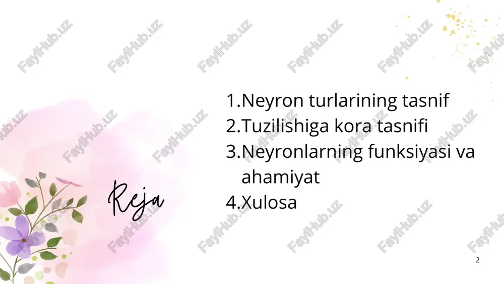 bo'lib, bir necha neyronlar o'rtasida o'zaro aloqalarni ta'minlaydi. misol: orqa miyada joylashgan va motor va sensory neyronlar orasida signal uzatishni amalga oshiruvchi neyronlar. neyronlarning tuzilishiga qarab tasnifi neyronlar faqatgina ularning funksiyalariga qarab emas, balki ularning tuzilishiga qarab ham tasniflanadi. 3.1. unipolyar neyronlar tuzilishi: bu turdagi neyronlar faqat bitta uzun protuberansga ega, bu odatda akson bo'ladi. dendritlar faqat uning bir uchida mavjud bo'lishi mumkin. 8 9 joylashuvi: asosan sezgi tizimida uchraydi. masalan, sezgi nervlari. vazifasi: bu neyronlar tashqi muhitdan olingan ma'lumotlarni markaziy asab tizimiga uzatadi. 10 bipolyar neyronlar tuzilishi: bipolyar neyronlar ikki asosiy uzun chiqindiga ega — bitta dendrit va bitta akson. joylashuvi: bu neyronlar ko'proq sezgi organlarida (masalan, ko'rish va eshitish tizimlarida) uchraydi. vazifasi: ular sezgi tizimlarida signallarni markaziy asab tizimiga uzatishda ishlaydi. multipolyar neyronlar tuzilishi: ularning ko'plab dendritlari va bitta aksoni mavjud. bu neyronlar markaziy asab tizimida eng keng tarqalgan tur. joylashuvi: ular markaziy asab tizimining ko'plab qismlarida, masalan, …