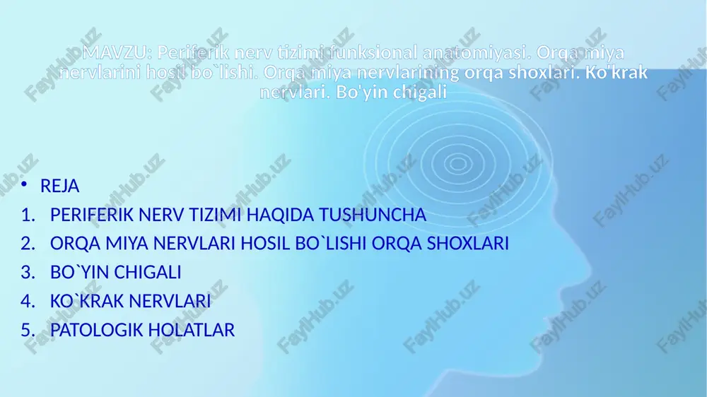 dan harakatlantiruvchi tolalar (oldingi ildiz - radix anterior) va orqa shoxidan sezuvchi tolalar (orqa ildiz - radix posterior) chiqadi. sezuvchi ildiz umurtqalararo teshik oldida tugun hosil qilgach, ganglion spinale harakatlantiruvchi ildiz bilan qo'shilib aralash nervni hosil qiladi. bunday nervlar odamda 31 juft bo'ladi. 31 juft nerv umurtqa pog'onasi bo'ylab quyidagicha taqsimlanadi: bo`yin qismida 8 juft (chunki birinchi juft nerv ensa suyagi bilan birinchi umurtqa orasidan chiqadi), ko`krakda 12 juft, belda 5 juft, dumg'azada 5 juft va dumda 1 juft. orqa miya nervlari (nn. spinales) oldingi va orqa ildizlar o'zaro qo'shilib, orqa miya nervi poyasini (truncus nervi spinalis) hosil qiladi va umurtqalararo teshikdan chiqqanidan so'ng to'rtta: oldingi shox (r.anterior), orqa shox (r. posterior), orqa miya pardasiga boruvchi shox (r.meningeus) ga bo'linadi. qo'shuvchi shox (r.communicans) orqa miya nervlarining orqa shoxlari orqa muskullarga tomon yo'nalgan shoxlarning deyarli hammasi (birinchi boyin nervi, oxirgi ikki dumgaza nervi va dum nervidan tashqari), o`z navbatida ikkitadan tarmoqqa …