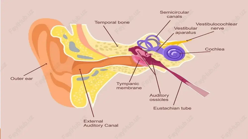 a tebranadi va bu tebranishlar eshituv suyakchalari orqali ichki quloqqa o‘tadi. uzangi (stapes) tebranishni oval oyna (fenestra vestibuli) orqali ichki quloqqa yetkazadi. cochlea ichida suyuqliklar harakatga keladi va corti organidagi eshituv retseptorlari (tukchali hujayralar)ni qo‘zg‘atadi. signal nerv impulsiga aylantiriladi va viii nerv (nervus vestibulocochlearis) orqali miya po‘stlog‘iga yuboriladi. muvozanat saqlash: yarim doira kanallari boshning aylanishini sezadi. utriculus va sacculus esa boshning egilishi va to‘g‘ri harakatlarini aniqlaydi. vestibular ma’lumotlar miya poyasi, serebellum va boshqa tuzilmalarga uzatiladi – bu orqali tanani tik tutish, koordinatsiya, muvozanat ta'minlanadi. image2.webp image3.png /docprops/thumbnail.jpeg