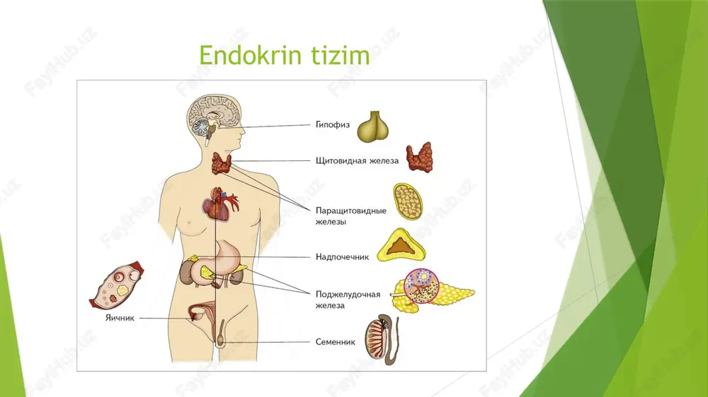 ngan bo'lsa, qandli diabet rivojlanadi. 2-tip diabet sabablari odatda insulinga nisbatan rezistentlik va organizmda insulin ishlab chiqarishning pasayishi natijasida rivojlanadi. quyidagi omillar bu turdagi diabetning rivojlanishiga sabab bo‘lishi mumkin: genetik omillar: 2-tip diabet oilada uchraydigan bo‘lsa, ushbu kasallikni rivojlanish xavfi ortadi, ortiqcha vazn va semizlik hamda yog‘ to‘qimalarining ko‘pligi organizmda insulinga rezistentlikni kuchaytiradi.shu bilan birga kam harakatlilik, jismoniy faollikning yetishmasligi qondagi qand miqdorini oshirishga va insulinga rezistentlikka olib keladi. bundan tashqari nosog‘lom ovqatlanish, ko‘p miqdorda shakar va yog‘li ovqatlar iste'mol qilish ham diabet xavfini oshiradi qalqonsimon bez qalqonsimon bez gormonlari 1. tiroksin – t4 2. triyodtironin – t3 3. kaltsitonin t 3 nishonlarining -organellalari 1. yadro – oqsil sintezining regulyatsiyasi 2. mitoxondriyalar – kalorigen effekt 3. hujayra membranasi – aminokislota va glyukoza transportining stimulyatsiyasi dtb ning autoimmun kelib chiqishini isboti 1. tireoidstimullovchi antitelalar 2. sekin taʼsir qiluvchi tireoid stimulyator 3. qb ni limfotsitar infiltratsiyasi 4. immunitetni t-sistemasini buzilishi 5. noendokrin …