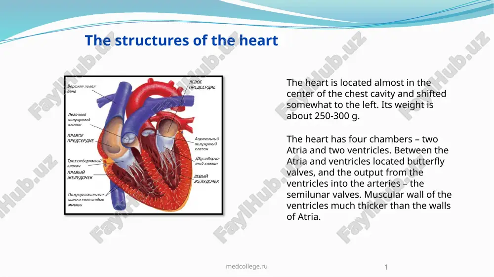 the structures of the heart - Page 2