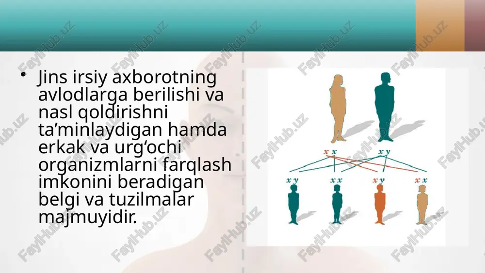 adi. qushlar, sudralib yuruvchilar va ayrim hasharotlarda esa aksincha, erkaklari gomogametali, urg‘ochisi geterogametali bo‘ladi. meyoz jarayonida geterogametali individlar bir xil miqdorda x va y xromosomali gametalar hosil qiladi. shu sababli, jinsiy ko‘payishdan keyin hosil bo‘lgan erkak va urg‘ochi individlar soni teng bo‘ladi. masalan, erkaklari geterogametali bo‘lgan organizmlar (drozofila)da jinsning irsiylanishi 48-rasmda berilgan. ba’zi organizmlarda geterogametalilik bir jinsiy xromosomani yo‘qolishi bilan aloqador. shunga ko‘ra gomogametali organizm xx, geterogametali organizm xo bo‘ladi. qandalalar va ninachilarning urg‘ochi organizmda xx, erkagida xo, kuyakapalagida esa aksincha urg‘ochilarida xo, erkaklarida xx jinsiy xromosomalar mavjud. shunga ko‘ra qandala erkagida 13 ta xromosoma, urg‘ochisida 14 ta xromosoma bo‘ladi. undan 12 tasi autosoma xromosomalari hisoblanadi. jinsni aniqlashni progam, epigam, singam tiplari mavjud. jinsni aniq lashning progam tipida jins urug‘lan guncha ma’lum bo‘ladi. masalan, ko lovratkalarda sitoplazmaga boy tuxum hujayradan urg‘ochi, sitop lazmasi kam tuxum hujayradan erkak organizm rivojlanadi. jinsni aniqlashning epigam tipida jins tashqi muhitga bog‘liq bo‘ladi. masalan, ayrim …