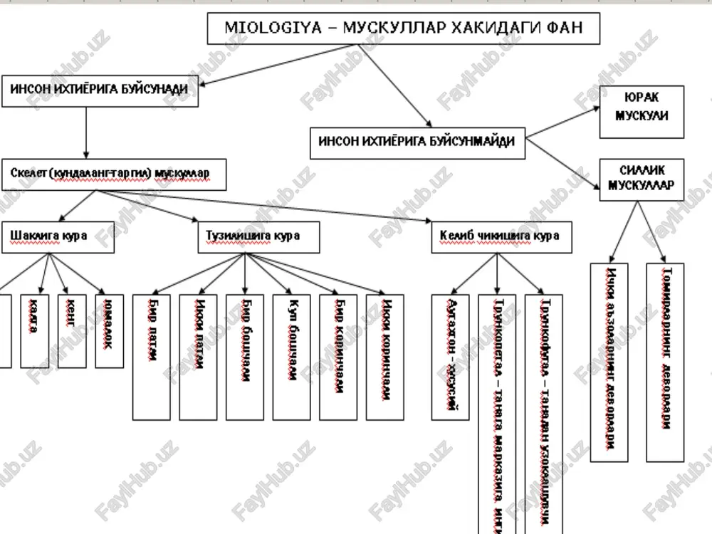 i va i-vi qovurg’alar b.n birikkan joyidan, qorin to’g’ri muskuli qinining old qismidan boshlanib, yelka suyagining tuberculum major ga birikadi. 2.m.pectoralis minor- bosh.iii-v qovurg’alardan boshlanib, kurak suyagining processus coracoideus ga birikadi. 3.m.subclavius- o’mrov osti muskuli. i- qovurg’a va o’mrov suyagi orasida joylashgan. 4.m.serratus anterior – oldingi tishli muskul.yuqoridagi viii – ix qovurg’alardan tishlar b.n boshlanib, kurak suyagining margo medialis ga birikadi. kokrakning chuqur guruh muskullari. 1.m. intercostalis externa- tashqi qovurg’alararo muskul.bu muskul yuqoridagi qovurg’aning pastki qismidan boshlanib, pastdagi qovurg’aning yuqori chekkasiga yopishadi.muskul tolalari yuqoridan pastga yo’nalgan b.b, qovurg’alarning tog’ayigacha keladi, umurtqalarning oldigacha boradi. 2.m.intercostalis interna- ichki qovurg’alararo muskul. bu muskul pastdagi qovurg’aning yuqori chekkasidan bosh-b, yuqoridagi qovurg’aning pastki chekkasiga yopishadi. muskul tolalari qovurg’alarning tog’ay qismini ham to’ldirib turadi, to’shgacha keladi. 3.m.subcostalis- qovurg’a osti muskuli. birikishi xuddi internaga o’xshaydi, faqat 1-2 ta qovurg’a tshlab birikadi. 4.m.transversus thorax- ko’krakning ko’ndalang muskuli. tosh suyagining orqa ichki yuzasidan boshlanib, ii- vi qovurg’alarning tog’ayiga birikadi. …