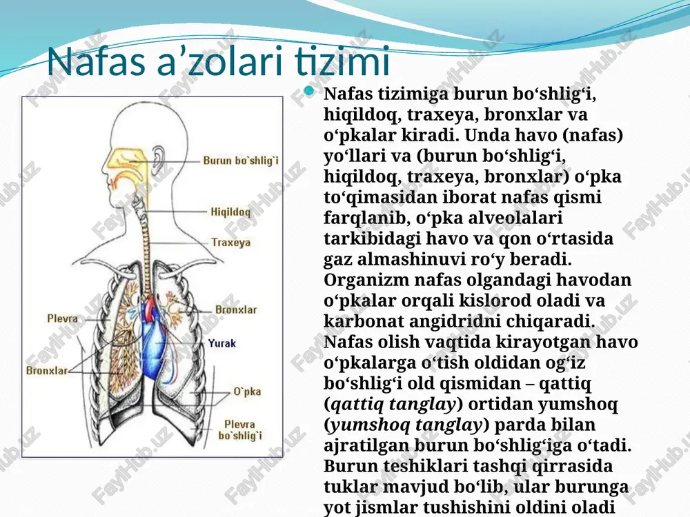 ya) kislorod miqdorining kamayishiga (gipoksemiya) olib keladi. ushbu o‘zgarishlar oqibatida nafas chuqurligi ortishi (giperpnoe) va nafas harakatlari tezlashishi (taxipnoe) natijasida o‘pkalar ventilyatsiyasi kuchayadi (giperventilyatsiya). bu o‘z navbatida qonda karbonat angidrid miqdori kamayishi (gipokapniya) va kislorod miqdori ortishiga (giperoksiya) olib keladi. natijada nafas harakatlari susayadi (bradipnoe) yoki vaqtincha to‘xtaydi (apnoe). o‘pka ventilyatsiyasining alohida turlari: dispnoe – nafas qiyinlashishi yoki yetishmovchiligi kabi noxush his bilan davom etuvchi hansirash va ortopnoe – chap qorincha yetishmovchiligi natijasida o‘pka kapillyarlarida qon dimlanishi bilan bog‘liq yaqqol hansirash kuzatiladi tekshirish usullari so‘rab-surishtirish shikoyatlar -yo‘tal (tussis); -balg‘am (sputum) ajralishi; -hansirash (duspnoe); -bo‘g‘ilish (asthma); qon tupurish (haemoptoe); ko‘krak qafasidagi og‘riqlar. yo‘tal (tussis) yo‘tal – murakkab reflektor jarayon bo‘lib, hiqildoq, traxeya va bronxlarda joylashgan retseptorlarning ta’sirlanishiga javoban himoya reaksiyasi sifatida yuzaga keladi. bunday ta’sirlovchi chang, yot modda va hatto sovuq yoki issiq havo kabi tashqi omillar, shuningdek, shilliq, yiring va qon kabi ichki omillar bo‘lishi mumkin. yo‘tal vaqtida avval chuqur …