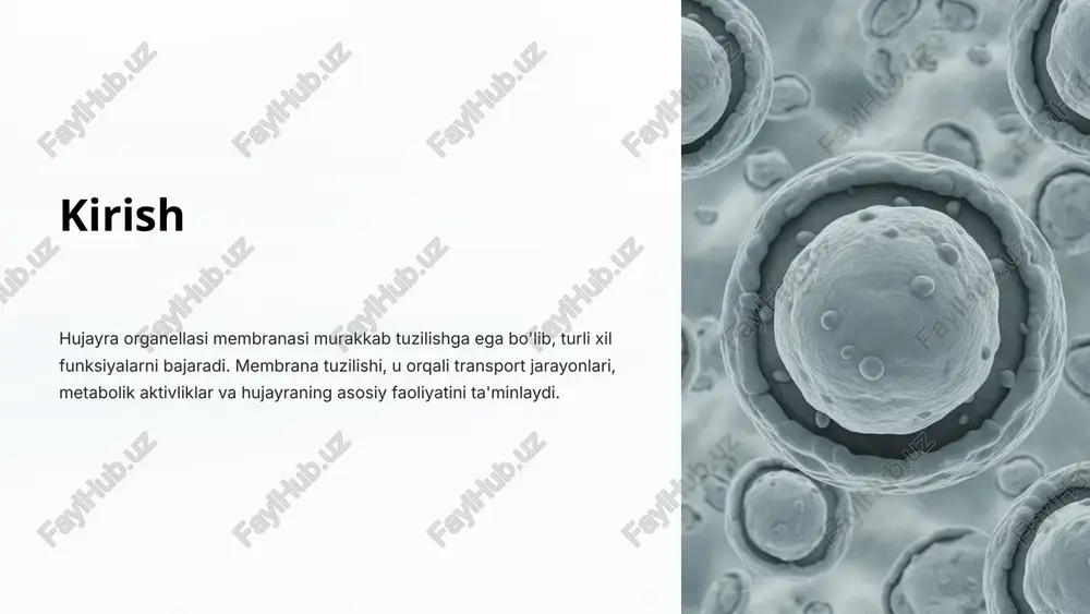 qatlamli tuzilishga ega bo'lib, suv va yog' komponentlardan iborat. fosfolipidlarning ikki qutblilik xossasi hujayra membranasini suvda eruvchi va suvda erimas moddalar uchun to'siq vazifasini bajarishiga imkon beradi. fosfolipidlar membranalar orasidagi ko'prik vazifasini bajaradi, shu bilan bir qatorda ular membrananing qiyqish va yon bo'ylab harakatini ta'minlab, turli moddalar va organellalarning membrana orqali o'tishiga yordam beradi. 5 xolesterinning membrana tuzilishidagi roli xolesterin hujayra membranalarining muhim tarkibiy qismi hisoblanadi. membrana tuzilishida muhim rol o'ynaydi. xolesterin fosfolipidlar orasiga joylashib, membrana plastligi va o'tkazuvchanligi uchun muhim. u membrananing organik tarkibini optimallashtirib, hujayraning sezgirligini va funksional holatini saqlaydi. xolesterin membrana orqali moddalar almashuviga aralashib, membrana doimiyligini ta'minlaydi. hujayra organellalari tashqi membranasidagi xolesterin miqdorini o'zgartirish orqali ular faoliyatini tartibga solish mumkin. shuningdek, xolesterin lipid oqsillar va boshqa molekulalar bilan o'zaro ta'sirga kiradi. 6 oqsillarning membrana tuzilishidagi roli oqsillarning membrana tuzilishidagi roli membrana oqsillari hujayra membranasining asosiy tarkibiy qismlaridan biri bo'lib, u membrana tarkibidagi barcha juda muhim funksiyalarni …