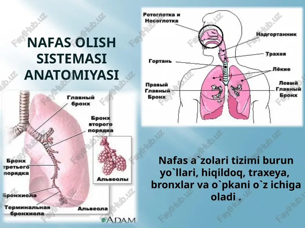 rining biror bo’limlarida (traxeya, bronx yoki hiqildoq) to’planib qolgan shilimshiq balg`amning yoki nafas yo’llariga tushib qolgan yot jismlarning qitiqlovchi ta’sirida impulslar uzunchoq miyadagi yo’tal markaziga borib undan hiqildoq muskullari va boshka nafas muskullarini innervatsiyalaydigan harakatlantiruvchi nervlariga keladi. odam chuqur nafas olib, keyin birdan va kuch bilan nafas chiqaradi, nafas chiqishining boshi ovoz tirqishi yopiq turgan paytga to’g`ri keladi va natijada yo’tal paydo bo’ladi. yo’talni baxolash uchun uning xususiyati, paydo bo’lish vaqti, sharoiti va qo’zg`atuvchisiga e’tibor berish kerak. bundan tashqari yo’talning tezligi va kuchiga ham e’tibor berish lozim. yo’tal o’z xususiyatiga ko’ra quruq, nam yoki balg`amli bo’lishi mumkin. quruq yo’tal plevritda, hiqildoq ta’sirlanganda bo’ladi. tamaki chekuvchilarni yo’tal ertalab bezovta qiladi, chunki unda balg`am kechasi bilan to’planib qoladi. bronx, o’pka, limfa tugunlari kattalashganda, adashgan nerv tonusi kuchayganda yo’tal ko’pincha kechasi bezovta qiladi. ko’p balg`am ajralishi bilan kechadigan yo’tal, ko’pincha o’pkadagi yiringli jarayonlar bilan (bronxoektaz, abssess, gangrena) bog`liq bo’ladi. yo’tal tomoq qirish ko’rinishida …