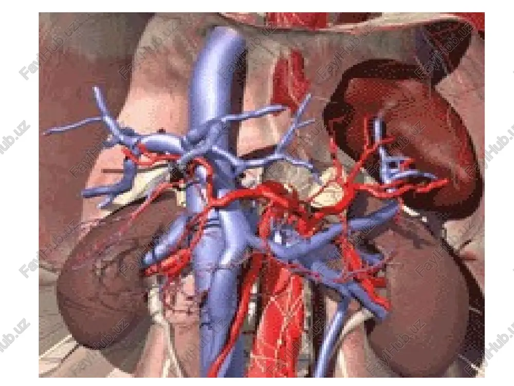 atiyalar (siydik – tosh kasalligi, gidronefroz, siydik yo'llari o'smalari) etiologiyasi (davomi) sbye ning etiyalogiyasi juda ko'p, ammo, eng ko'p sababchilari bo'lib, glomerulonefrit, pielonefrit va boshqa sababli interstsial nefritlar hisoblanadi. sbye ning rivojlanishida qaysi etiologiyadan qatiy nazar morfologik o'zgarishlar bir hil bo'lib, glomeruloskleroz, interstsial fibroz, saqlangan nefronlarning gipertrofiyasi bilan kechadi. koptokchalar ichidagi gemodinamik o'zgarishlar gipertenziyada namoyon bo'lib, u koptokchalar arteriolalari tonusining pasayishi va rezervdagi buyraklar funksiyasining yo'qolishi tufayli ro'y beradi. patogenezi: sbye ning patogenezini 2 ta jarayon tashkil qiladi: 1. buyraklar parenhimasining sekinlik bilan sklerozga uchrashi va harakat qilayotgan nefronlar massasining kamayishi. 2. har bir nefrondagi koptokchalar filtrasiyasining kamayishi. bu o'z navbatida bazi bir biologik aktiv moddalarning to'planishiga, bazilarining esa etishmovchiligiga sabab bo'ladi. azot almashinuvining hosilalari, o'rta molekulyar og'irlikka (300-250 dalton) moddalar to'planib qoladi, juda kam miqdorda bo'ladi. patogenezi (davomi) bu molekulyar moddalar tarkibi paratgarmon, natriy uretik omil va boshqa turli hil ingibitorlar (dnk, gemoglobin, fagositoz sintezlari) ham kiradi. ular bilan …