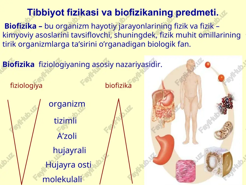 angan 2. inson eshitishi eng muhim tuyg'u (ijtimoiy o'zaro ta'sir nuqtai nazaridan). mavzuni o'rganish eshitish analizatori fiziologiyasining asosidir. 3. mavzu materiali tibbiyotda ultratovush tadqiqot va davolash usullarini o'rganish, tebranish va shovqinning tanaga ta'sirini tushunish uchun asosdir. bioakustika - biofizikaning tovushlarning kelib chiqishi va xossalarini hamda ularning tirik organizmlarga taʼsirini oʻrganuvchi boʻlimi mexanik tebranishlar - tananing muvozanat holatidan chiqarilgan harakatlari bo'lib, bunda tana bir xil traektoriya bo'ylab bir necha marta harakat qiladi, fazoda bir xil nuqtalarni teng vaqt oralig'ida o'tkazadi. ostsillyatsiya o'quv va ilmiy adabiyotlarda tez-tez uchraydigan "tebranishlar" so'zining sinonimidir. nafas yurak urishi matematik mayatnik prujinali mayatnik mexanik tebranishlarga misollar: * garmonik tebranishlar tebranishlar o'quv va ilmiy adabiyotlarda tez-tez uchraydigan "tebranishlar" so'zining sinonimidir. s garmonik bo'lmagan tebranishlar sinus yoki kosinus qonuniga amal qilmaydi. s sinusoidal - sinusoid bo'ylab harakatlanayotgan jismni emas, balki tebranayotgan jismning muvozanat holatidan vaqt o'tishi bilan siljishining o'zgarishini tasvirlaydi! tebranishlar (energiya manbasigi ko’ra ) erkin (o'z) tebranish tizimi …