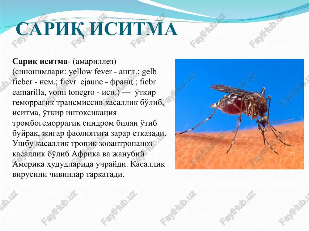 latlariga kelib qolish xolatlari uchramagan. sariq isitmaning tarqalish hududlari etiologiyasi sariq isitma qo'zg'atuvchisi- rnk saqlovchi virus viscerophilustropicus tur flavivirus oilasi flaviviridae. virus diametri- 17-25 nm. yapon entsefaliti va denge isitmasi virusi antigeni bilan o'xshash. maymun, oq sichqon va dengiz cho'chqasi uchun patogen xisoblanadi. muzlatilgan xolatda bir yildan ortiq mobaynida saqlanishib, 60°s xaroratda 10 daqiqa ichida faollanadi. ultrabinafsha nur, efir, xlor saqlovchi preparatlar ta'sirida tezda o'ladi. epizootologiyasi va epidemiologiyasi xar yili dunyoda 200 mingga yaqin odam sariq isitma bilan kasallanadi va ulardan 30 ming atrofida insonlar vafot etadi. ushbu kasallikning 90% afrika qit'asi aholisi orasida uchraydi. sariq isitma xalqaro tasnifga ko'ra o'ta havfli infektsiyalarning karantin kasalliklar guruxiga kiradi. kasallanish xolatlari ko'proq tropik xudularda ro'yxatga olinadi, ammo virus tashuvchilari mavjud bo'lgan barcha joylarda sariq isitma uchraydi. endemik xudulardan boshqa xudularga virusning tarqalishi yuk tashish vaqtida chivinlar yoki kasallangan bemor odamlar orqali o'tishi mumkin. sariq isitmaning odamlarda uchraydigan uch turi mavjud: 1. jungli …