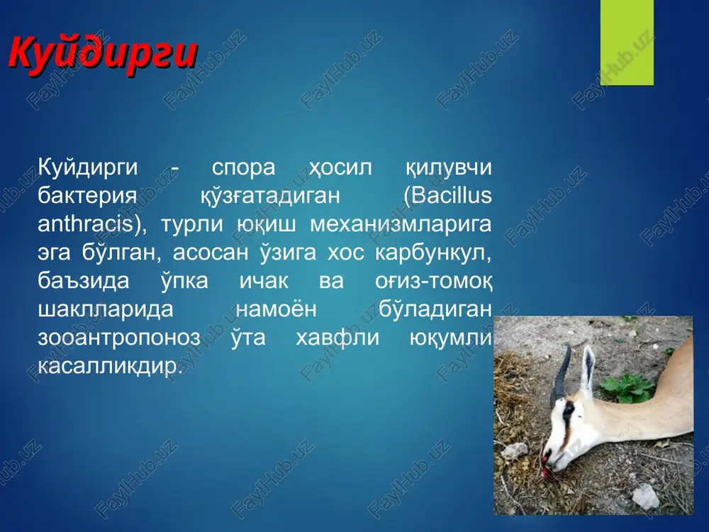 39 142 120 117 22 jami: 1340 238 1102 1340 786 548 554 o'zbekiston respublikasida 1970- 2012y.y.qayd etilgan kuydirgi kasalligining ko'rsatgichlari yillar mutloq soni intensiv ko'rsatgich 1970 84 0,7 1971 67 0,5 1972 50 0,4 1973 40 0,3 1974 37 0,3 1975 56 0,4 1976 70 0,5 1977 28 0,2 1978 14 0,09 1979 14 0,09 2002 – 2005, 2010 0 0 2006 3 0,01 2007 - 2008 2 tadan 0,01 2009, 2011 1 tadan 0,01 2012y 3 0,02 o'zbekiston respublikasida 2007-2012 y.da qayd qilingan kuydirgi kasalligi № ma'muriy hududlar 2007 y. 2008 y. 2009 y. 2010 y. 2011 y. 2012 y. 1 toshkent sh. 1 1 1 2 andijon 2 2 3 samarqand 2 jami: 2 2 1 0 1 3 * etiologiya kasallik qo'zg'atuvchisi bacillus anthracis hisoblanadi. grammmusbat, yirik, u harakat qilmaydi, anilin bo'yoqlari bilan bo'yaladi, aerob, kapsula va spora hosil qilish xususiyatiga ega. qattiq ozuqa muhitlarida rr—forma …
