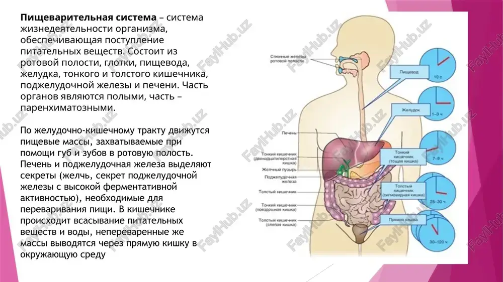 eludochnoy jelezi, raspolojennimi v ostrovkax endokrinotsitov, v kotorix naxodyatsya i ostalnie kletki, vipolnyayushie endokrinnuyu funktsiyu. pechen – organ, raspolojenniy v bryushnoy polosti i yavlyayushiysya zastennoy jelezoy, otnosimoy k pishevaritelnoy sisteme. raspolojena srazu pozadi za diafragmoy, svoim vipuklim sloem povernuta k ee kupolu, a vognutim – k organam pishevaritelnoy sistemi – jeludku i kishechniku, imeya na poverxnosti svoix doley vdavlivaniya, obrazovannie prileganiem etix organov k pecheni. v tselom je, pechen podrazdelyaetsya na doli – lateralnuyu (obrashennuyu v storonu) i medialnuyu (raspolojennuyu blije k tsentru organa) pravie, lateralnuyu i medialnuyu levie, xvostatuyu i kvadratnuyu doli. ot pecheni krov ottekaet po pechenochnoy vene, a zatem po kaudalnoy poloy vene eta krov postupaet v pravoe predserdie, praviy jeludochek i maliy krug krovoobrasheniya, v kotorom proisxodit oksigenatsiya, osushestvlyaemaya blagodarya dixatelnim protsessam. takje v pecheni osushestvlyaetsya deponirovanie nekotorix jirorastvorimix vitaminov i glikogena. sintez belkov – eshe odna vajneyshaya funktsiya etogo organa (odnimi iz samix vajnix dlya …