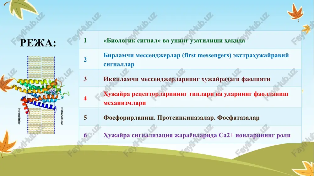 adi gormonal – boshqarilish tipida endokrin hujayralar, endokrin sistema metabolizmni boshqaradi gormonlar , neyrotransmitterlar (atf va glutamat) tsitokinlar , limfokinlar, o'sish faktorlari , retseptorga ega lipofil molekulalar , xemoattraktantlar atr, glutamat, gastrin, sekretin somatostatin, tgfb, trombin birlamchi messendjerlar - bular hujayra tashqarisida signalizatsiya jarayonlarida ishtirok etsada ular hujayraning ichidagi ikkilamchi messendjerlarning miqdori boshqarishda ham ishtirok etadi (gormonlar va neyromediatorlar orqali) (first messengers). birlamchi messendjerlarning (agonistlar) membrana retseptorlari bilan bog'lanishidan keyin hujayra ichidagi ikkilamchi messendjerlarning miqdori o'zgaradi. ikkilamchi messendjerlar miqdorining kamayishi (odatda juda kam) yoki ortishi hujayraning tashqi signalga javobini belgilaydi. sa2+ ionlari, adenozin- monofosfata (tsamf) ning tsiklik formasi (atr,adenilattsiklaza) inozitol-1,4,5-trifosfat (irz) diatsilglitserol (dg). uchlamchi messendjerlar ham boooor!!! ir3 i dg obrazuyutsya iz membrannix fosfatidilinozitol- 4,5-difosfatov pod vliyaniem fosfolipazi s. eti vtorichnie messendjeri mogut (podobno tsamf) aktivirovat protein- kinazi. deystvie irz svyazano s uvelicheniem kontsentratsii v kletke sa2+. s fosfoinozitidnoy sistemoy vtorichnix messendjerov svyazani m-xolino- i ots-adrenoretseptori. hujayra retseptorlarining asosan 3 …