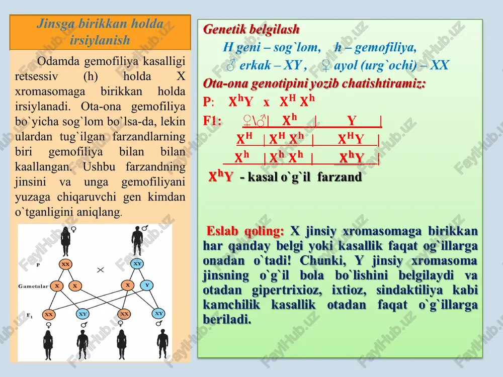 i xromasoma kasalligi, kar-soqovlik autosoma gen kasalligi. ota-ona organizmlarning genotipini oila farzandlarining fenotipiga asoslanib topamiz va chatishtiramiz: p: ♂ ee y x ♀ ee g: ♂ e , ey x ♀ e , e , e , e f1. ♂\♀| e e | e | e e | ee | ee| ee| ee ey | ee | ee | ee | ee e e – daltonik kar-soqov o`g`il; ee - daltonik, normal eshituvchi qiz: ee - ikkala belgisi bo`yicha kasal qiz. daltonizm va kar-soqovlik belgilari retsessiv belgilardir. daltonizm geni x xromosomada, kar-saqovlik geni autosomada joylashgan. daltonik va kar-soqov erkak sog‘lom ayolga uylanganda oilada bitta o‘g‘il daltonik, kar-soqov, bitta qiz daltonik, lekin normal eshitadigan bo‘lib tug‘ilgan. bu oilada ikkala belgisi bo‘yicha ham kasal qiz tug‘ilishi mumkinmi? jinsga birikkan holda irsiylanish ota-ona sog`lom bo`lib farzandlarning ayrimlarida kasallikning kuzatilishi, ota-onalardan biri yoki har ikkalasining tashuvchi, yani o`zi sog`lom bo`lsada, genotipida kasallik keltirib chiqaradigan …
