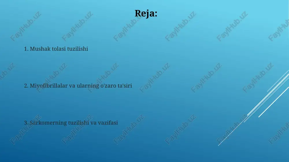 naptik yorig'ining kengligi 20-30 nm ni tashkil etadi, bu esa neyrotransmitterlarning tezkor tarqalishini ta'minlaydi. asetilxolin retseptorlari muskullar membranasining motor uch plastinkasida yuqori zichlikda joylashgan bo'lib, taxminan 10,000 retseptor/mkm² zichlikda tarqalgan. mushak tolalarining tuzilishi mushak tolasi miofibrillalardan tashkil topgan boʻlib, har bir miofibrilla esa taxminan 1-2 mikrometr qalinlikdagi sarkomerlardan iboratdir. aktin filamentlarining ustiga tropomiozin va troponin oqsillari joylashgan boʻlib, ular kaltsiy ionlari (ca²⁺) bilan oʻzaro ta’sir orqali mushak qisqarishini boshqaradilar. atpning ahamiyati mushaklarning dam olish holatidagi atp zaxiralari 4-6 soniya davom etadigan kontraksiyani ta'minlaydi, shundan keyin yana atp sintezi kerak bo'ladi. atp gidrolizidan chiqadigan energiya miyosin boshchasining aktin filamentiga birikishi va siljishi uchun zarur bo'lib, bu esa sarkomer qisqarishiga va umuman mushak kontraksiyasiga olib keladi. e'tiboringiz uchun rahmat @taqdimot_robot image1.jpg image2.jpg image3.jpg image4.jpg image5.jpg image6.jpg image7.jpg