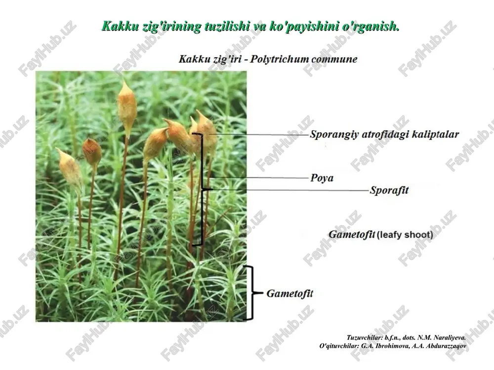 raliyeva. o'qituvchilar: g.a. ibrohimova, a.a. abdurazzaqov kakku zig'irining tuzilishi va ko'payishini o'rganish. tuzuvchilar: b.f.n., dots. n.m. naraliyeva. o'qituvchilar: g.a. ibrohimova, a.a. abdurazzaqov marshansiyaning tuzilishi va ko'payishini o'rganish. bo'lim yo'sintoifa - bryophita ajdod jigarsimon yo'sinlar – marshantiopsida kichik ajdodi marshansiyakabilar – marchantiidae qabila marshansiyanamolar – marchantiales oila marshansiyadoshlar – marchantiaceae vakil oddiy marshansiya - marchantia polymorpha l. tuzilishi. tallomning pastki tomonida, rizoidlardan tashqari to'q binafsha rangli bir qavat plastinkalar yotadi, amfigastriya yoki qorin tangachalari deb shularni aytiladi. bular embrional holdagi barg deb hisoblanadi. marshansiya tallomining ichki tuzilishi ancha murakkab: yuqori tomondan tallom ustki epidermis bilan qoplangan, epidermis tagida bir qavat “havo kameralari”, yani shaklan romb yoki noto'g'ri ko'p burchakka o'xshaydigan katta-katta kamgaklar bor, ular bir qavat devorchalar bilan bir-biridan ajralib turadi. havo kameralarning tubidan bir talay “assimilatorlarlar”, yani bazan shoxlanadigan kalta-kalta iplar o'sib chiqadi, ular xlorofill donachalari bilan to'lgan hujayralardan tuzilgan. ko'payishi. marshansiyaning ustida chetlari notekis mayda-mayda vegetativ yo'l bilan ko'payish …