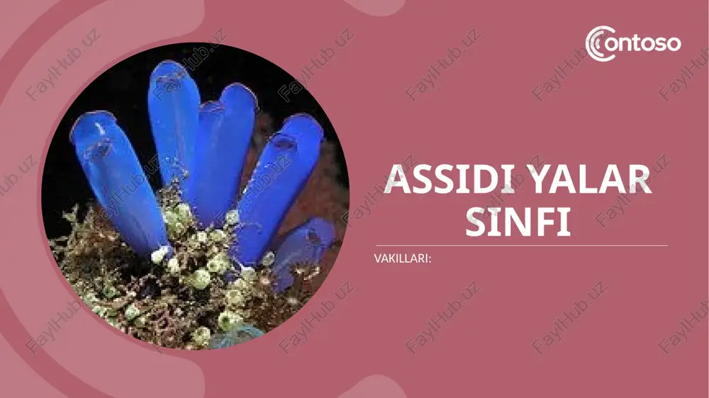 ining umumiy xususiyatlari bilan tanishiladi. o’troq va erkin suzuvchi turlari farqlanadi. assdiyalar sinfining tuzilishini chuqurroq o’ganish uchun tipik vakili yakka assidiyadan foydalaniladi. buning uchun dastlab assidiyaning kolonial tuzlishi o’rganilari. tayyor tuzilishi aks etgan rasmlar misolida. rasmlar asosida assidiyaning yakka tuzilishi, ichki tuzilishi, sistelari o’rganiladi. assidiyaning ko’payish usullsri o’rganiladi va bir- biridan farqlanadi. tayyor ko’rgazmalar misolida lichinkaning rivojlanish sikli o’rganiladi. assidiyaning tuzilishini albomga chizib olinadi. 7 mashg’ulot haqida ma’lumot: lichinka xordalilar, ya’ni qobiqlilar kenja tipiga kiruvchi assidiyalar sinfi vakili yakka assidiya dengiz tubida bir joyda yopishib hayot kechiruvchi tuban xordalilarning turi hisoblanadi. voyaga yetgan assidiyaning uzunligi 30-50 smgacha boradi. voyaga yetgan assidiyaning xaltasimon tanasi tashqi tomonidan dildiroq kletchatkasimon moddadan iborat qalin qobiq (tunika) bilan o’ralgan bo’lib, ostki tomonidagi tovoni bilan suv tagidagi birorta substratga yopishib yashaydi. tunika katta himoya ahamiyatiga ega bo’lib, o’troq yoki yarim o ‘troq holatga ko’chish natijasida hosil bo’lgan. tunikaning tagida teri-muskul qopi yoki mantiyasi bor. tanasining yuqori …