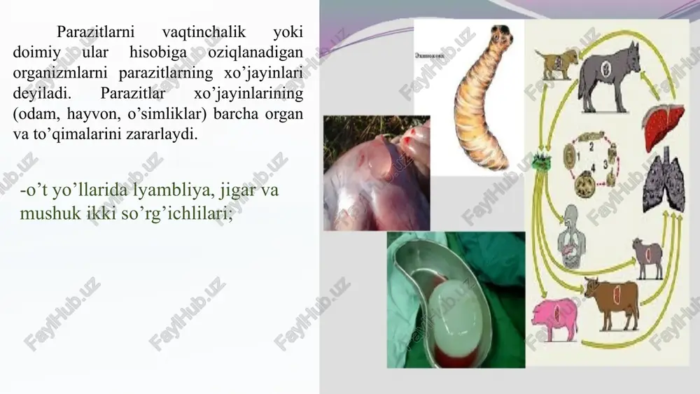 ng qulay sharoit hisoblanadi. m: kartoshka ildizida parazitlik qiluvchi globodera avlodiga mansub, sista hosil qiluvchi nematoda, kartoshkada qulay rivojlanadi (haqiqiy kattalikda bo'ladi, ko'p avlod beradi). kartoshkani pomidor (tomat) bilan almashlab ekilsa, parazit kartoshka bilan bir avlodda bo'lgan pomidor(tomat)da ham parazitlik qilishi mumkin, lekin parazit uchun pomidor noqulay sharoit bo'lib hisoblanadi. pomidor ildizida nematodaning tanasi juda kichrayib ketadi, tuxumlarini soni ham kam bo’ladi. demak parazit uchun kartoshka obligat xo'jayin, pomidor esa fakultativ xo'jayin hisoblanadi. 8 parazitlar keltirib chiqaradigan kasalliklar zoonozlar. ayrim guruh parazitlar faqat hayvonlarda parazitlik qiladi va ular keltirib chiqaradigan kasalliklar zoonozlar deb ataladi(m: qushladagi bezgak kasalligi). antropozoonozlar. odam va hayvonlar uchun umumiy bo’lgan parazitar kasalliklar. bunda tashuvchilar kasallik qo'zg'atuvchilarini hayvonlardan odamga va aksincha, odamdan hayvonlarga yuqtiradi (m: kanalar va hasharotlar turli gelmintozlarni, o'lat, leyshmanioz, tayga ensefaliti va boshqalarni yuqtiradi). . antroponozlar. kasallikning faqat odam organizmida kuzatilishi (m: trixomonodoz, ichburug', bezgak, vabo va h.k.). 9 parazitar kasalliklarni klinik belgilari turlicha …